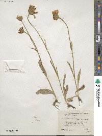 Arnica sororia image