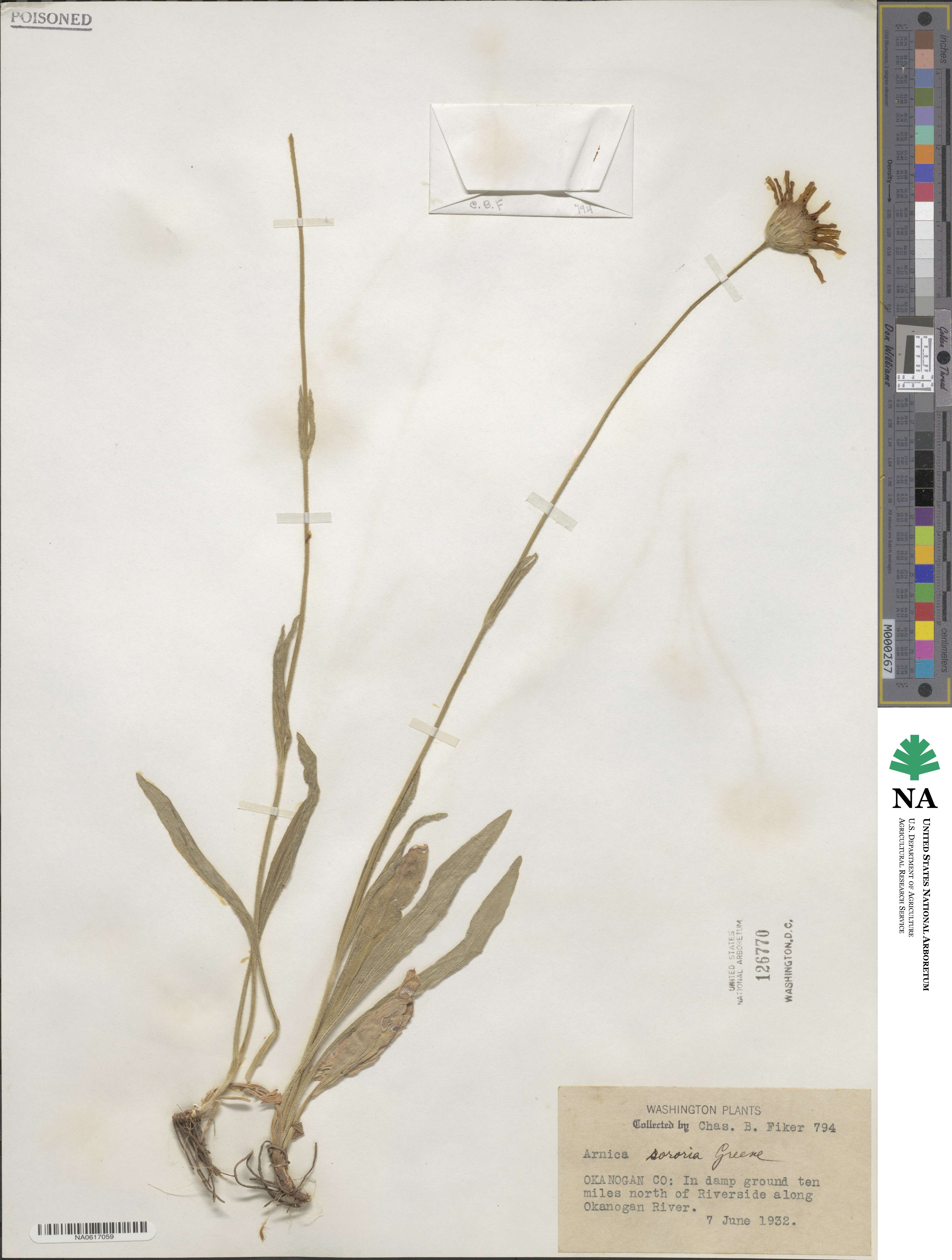 Arnica sororia image