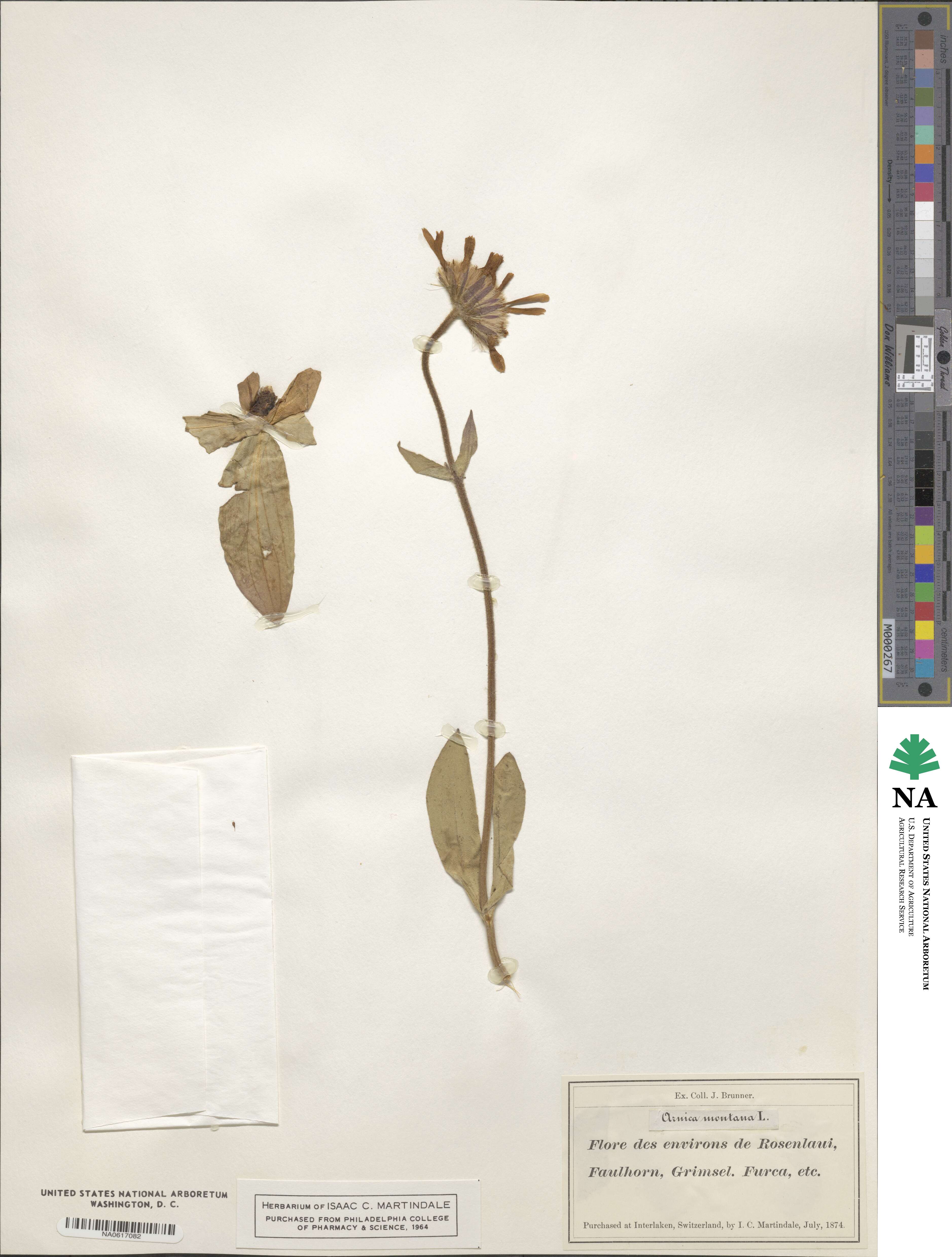 Arnica montana image