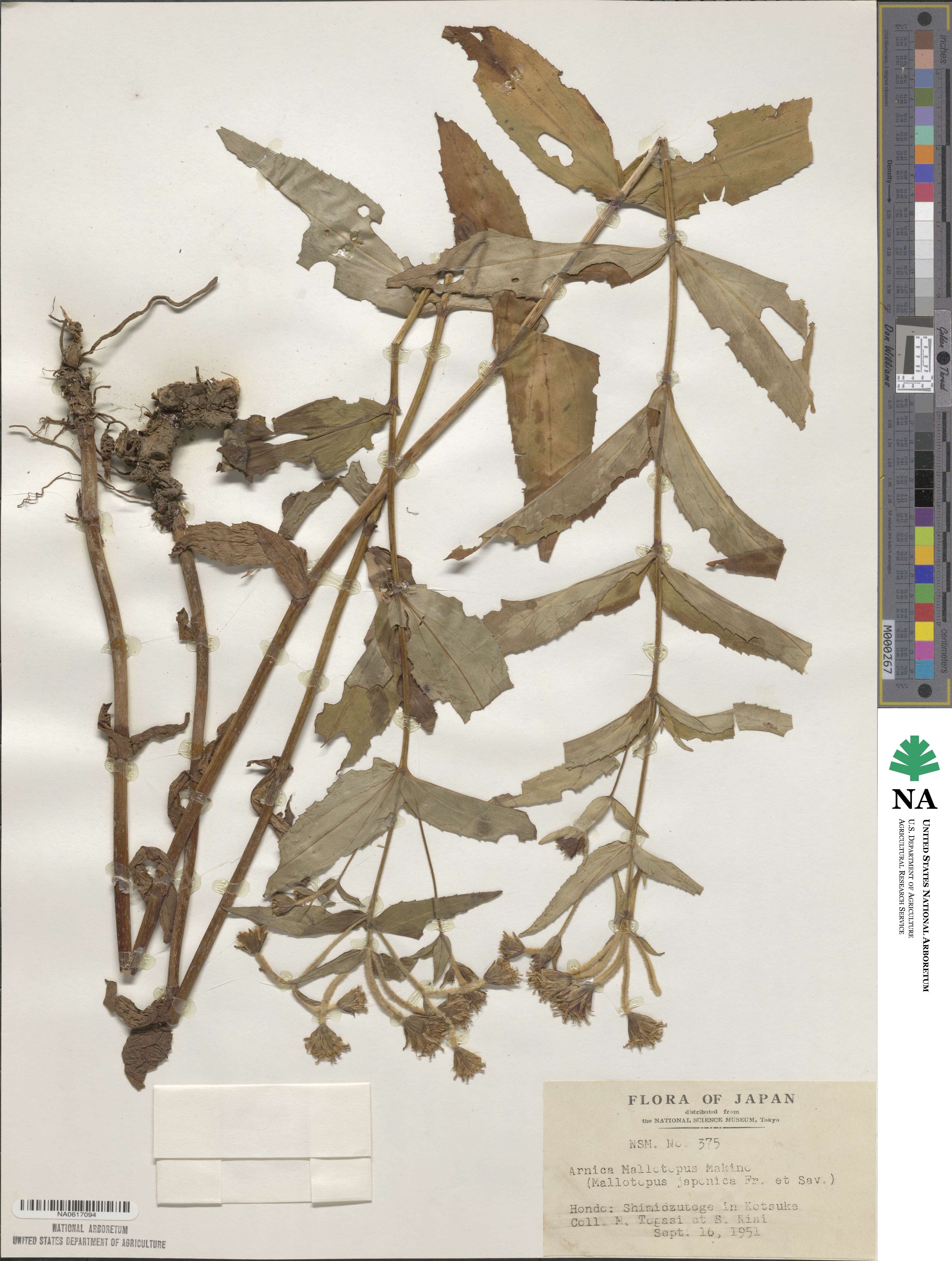 Arnica mallotopus image
