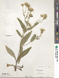 Arnica montana image