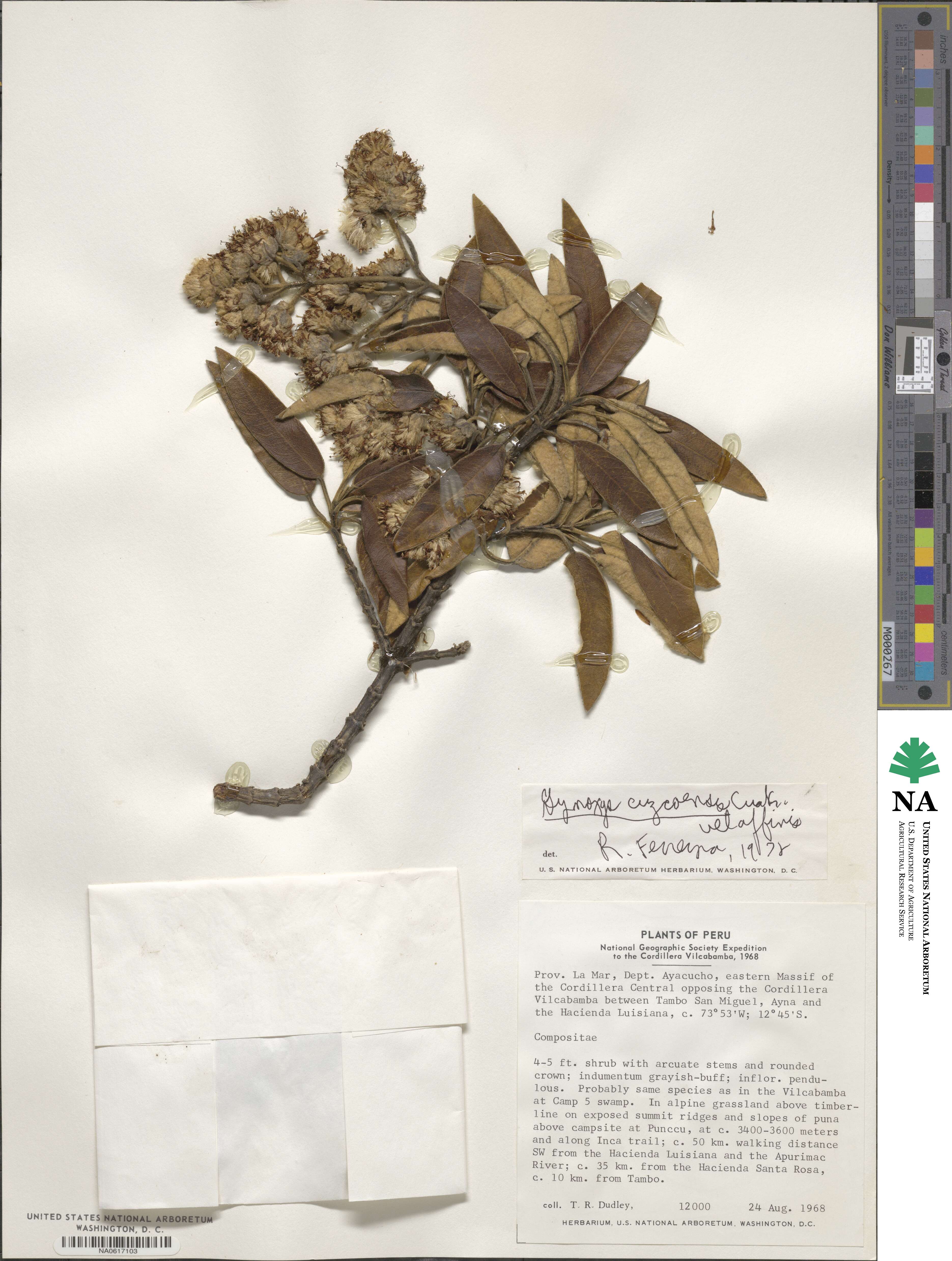 Gynoxys cuzcoensis image