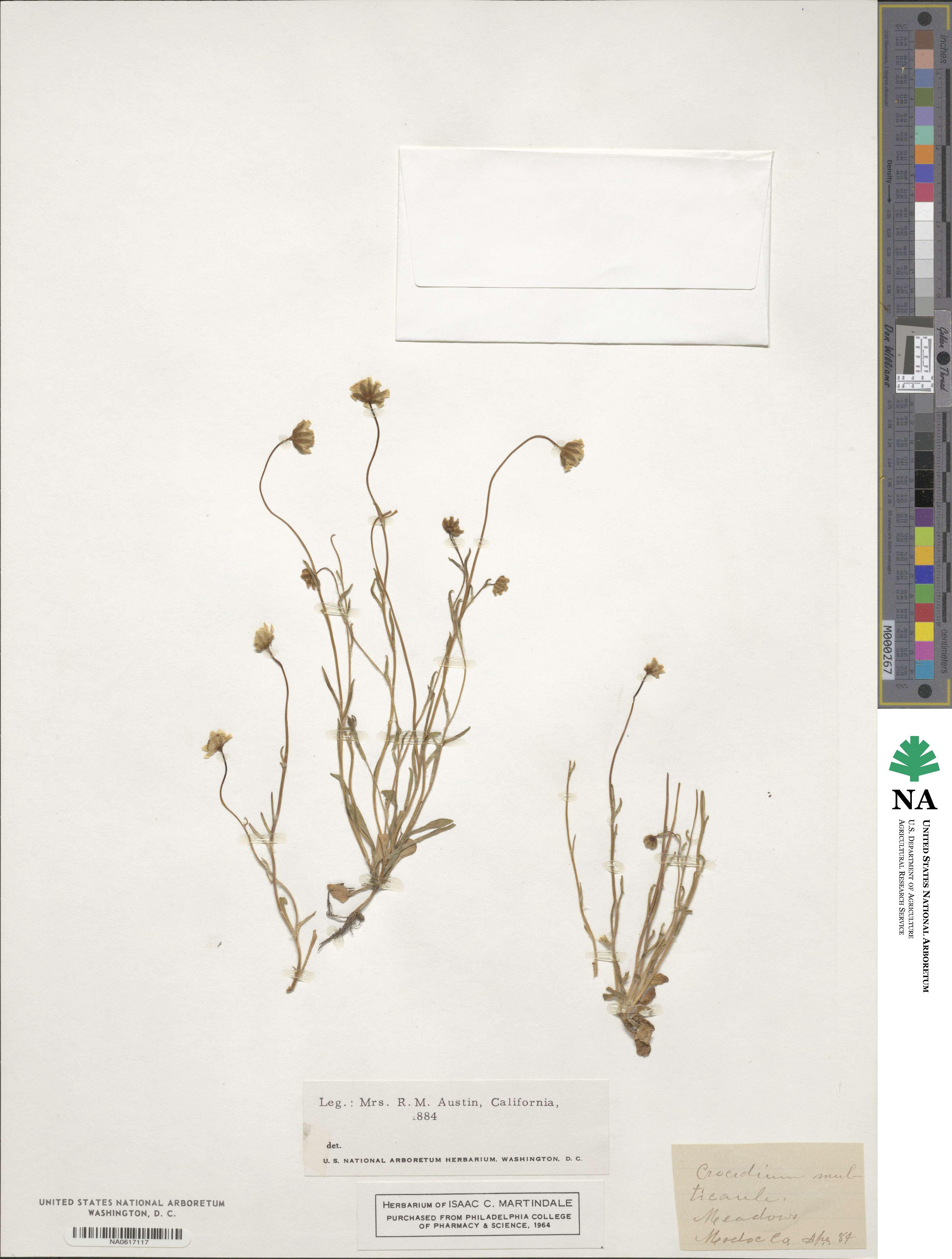 Crocidium multicaule image