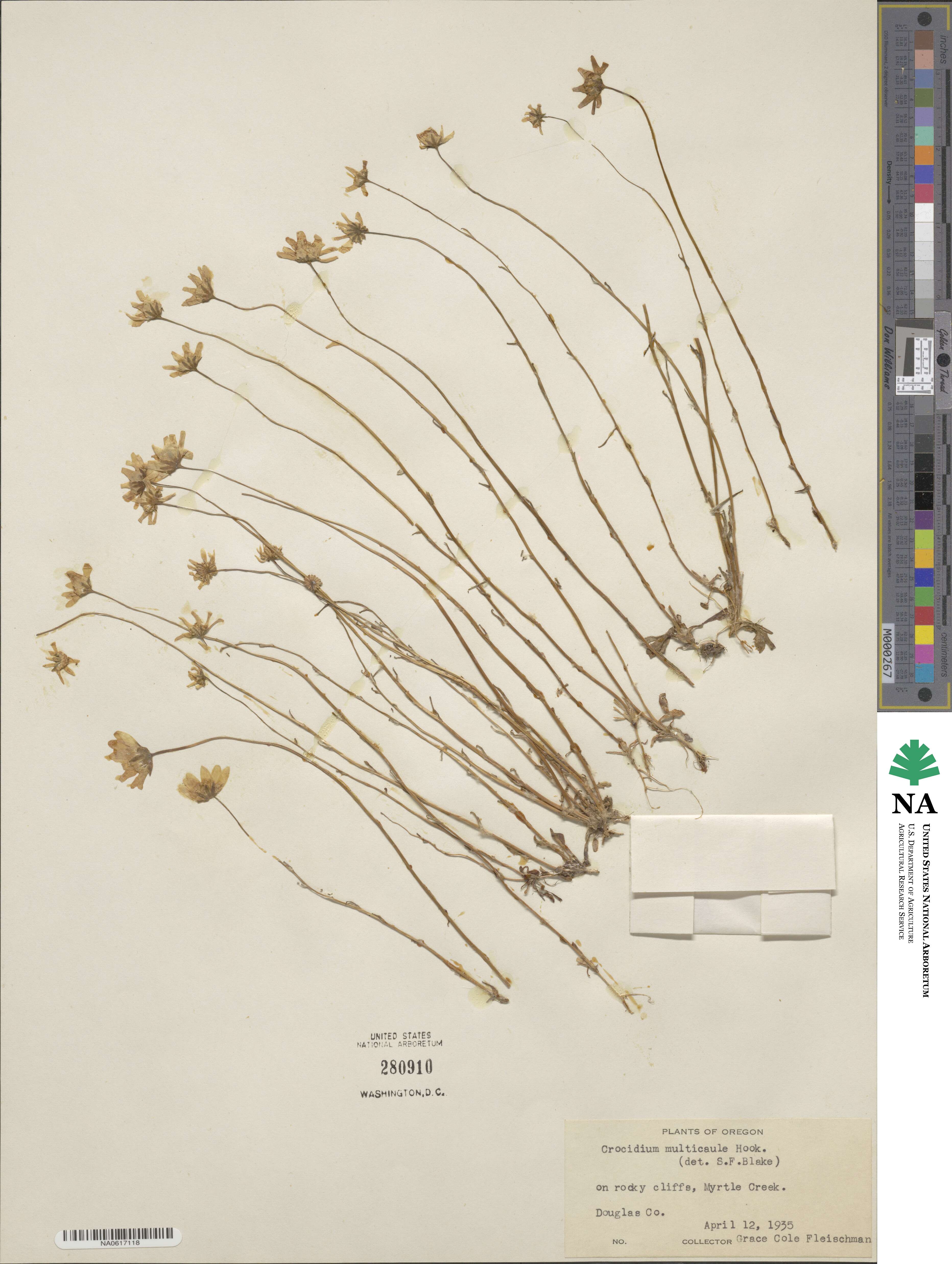 Crocidium image