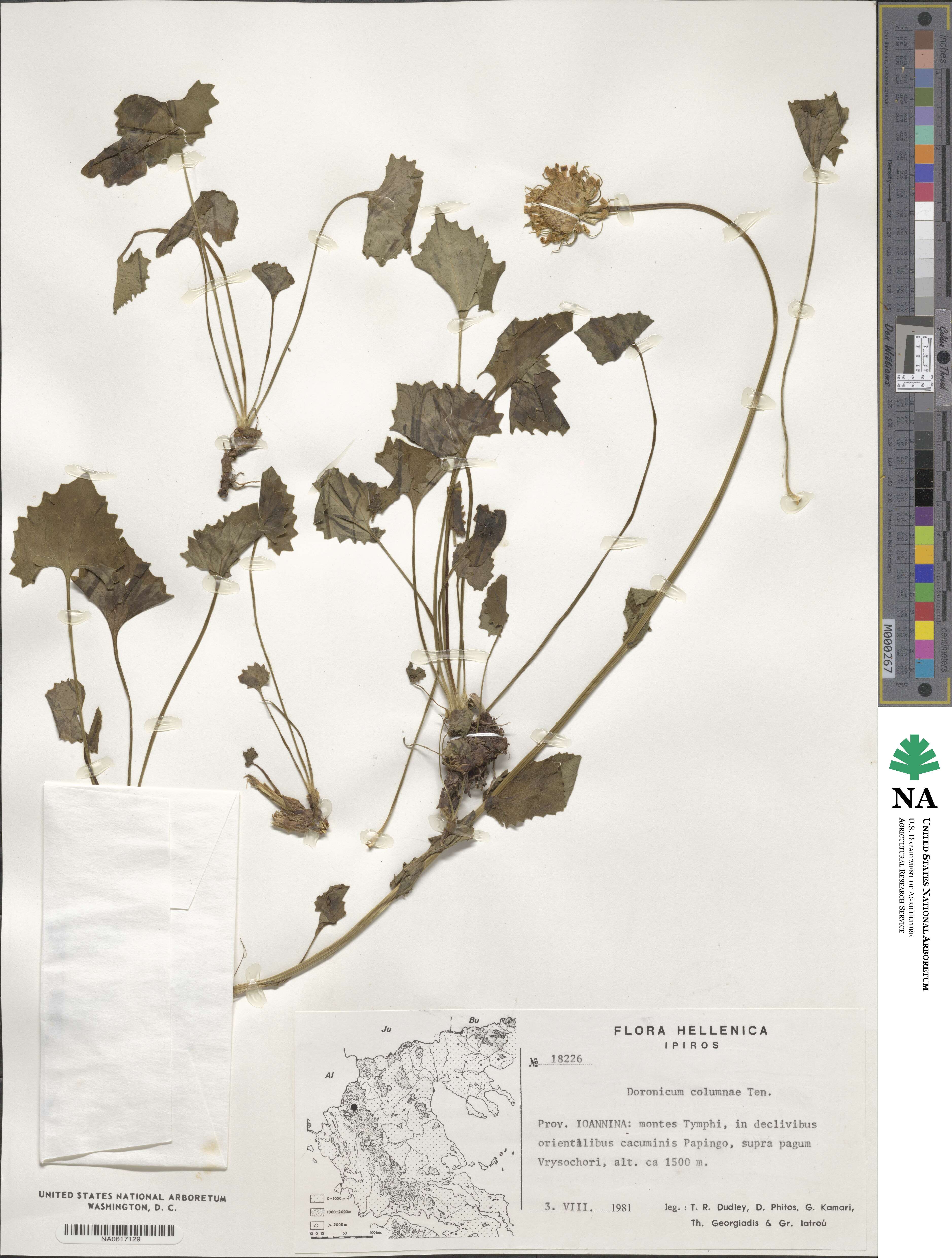 Doronicum columnae image