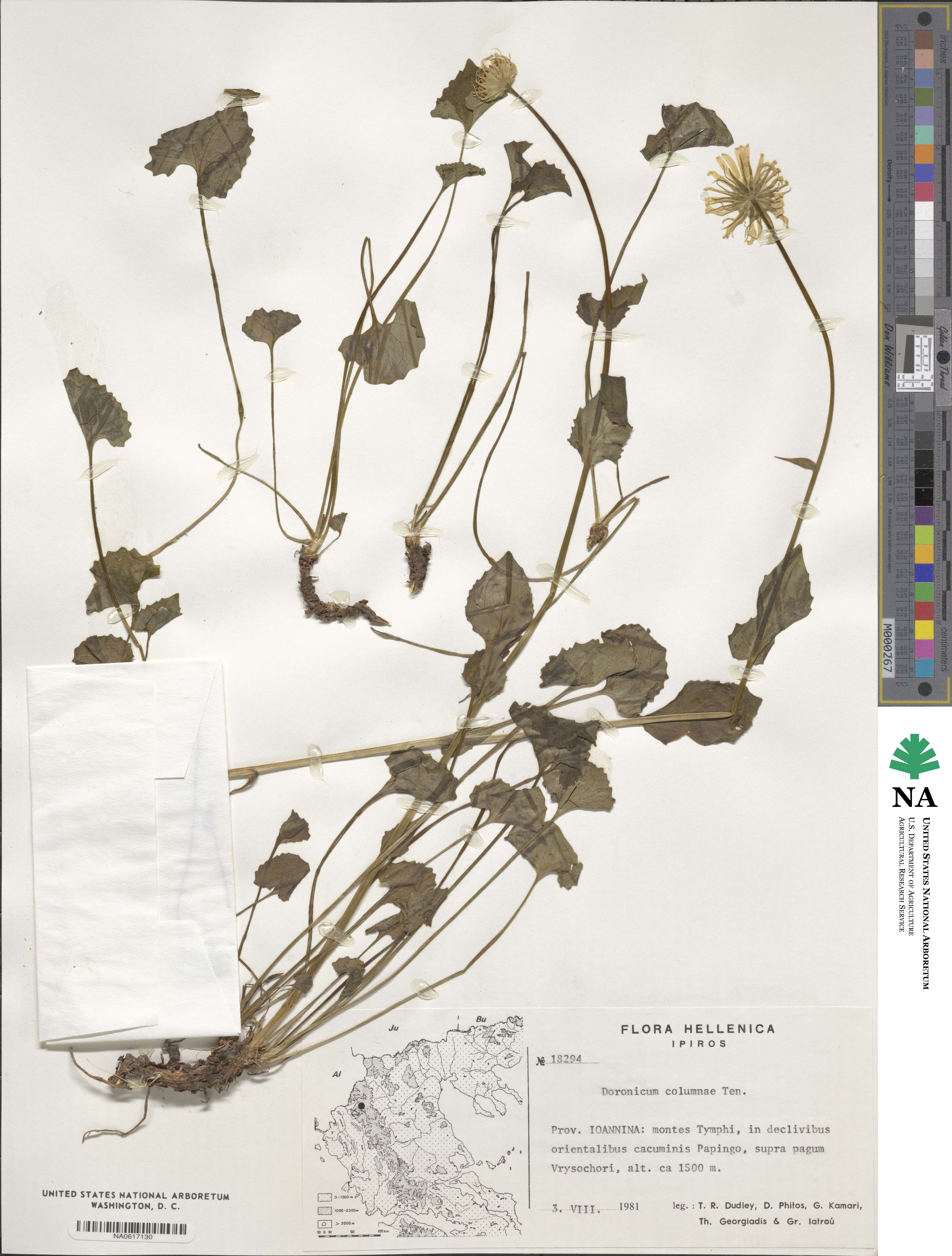 Doronicum columnae image