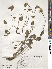 Doronicum columnae image