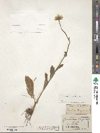 Image of Doronicum hungaricum