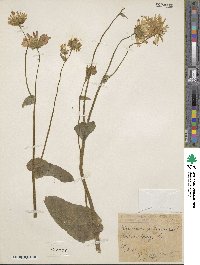 Doronicum pardalianches image