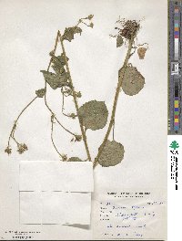 Image of Doronicum roylei