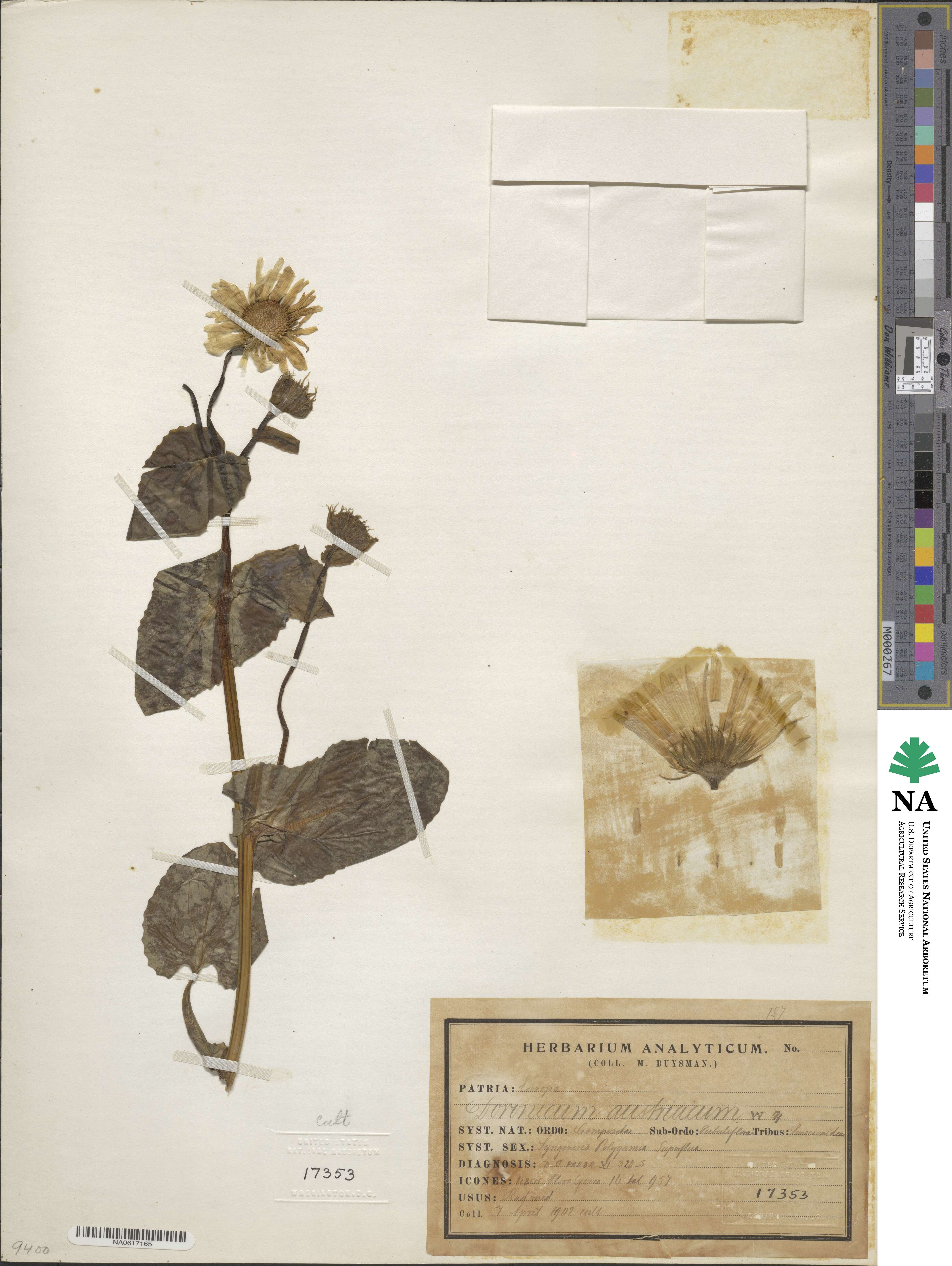 Doronicum austriacum image