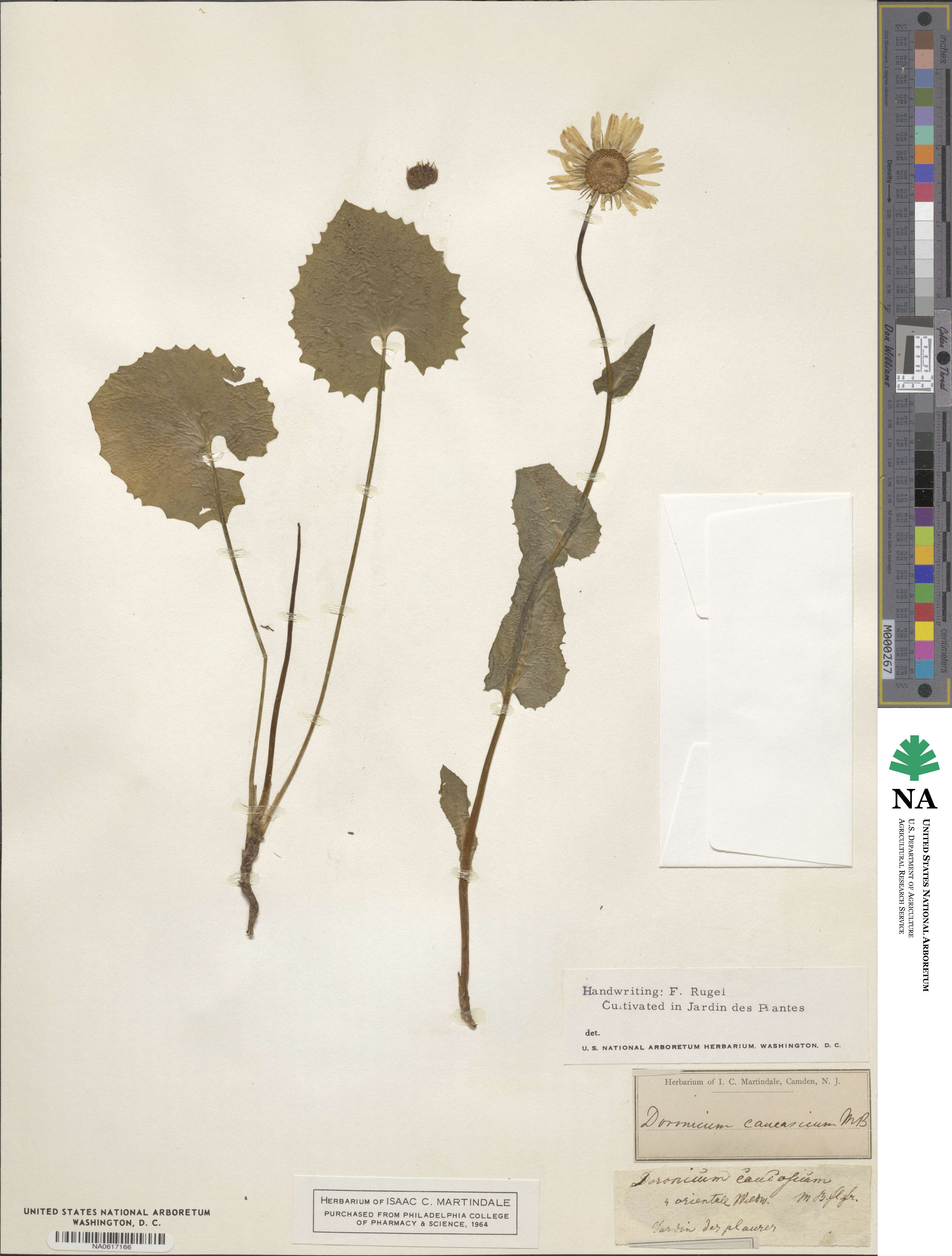 Doronicum caucasicum image