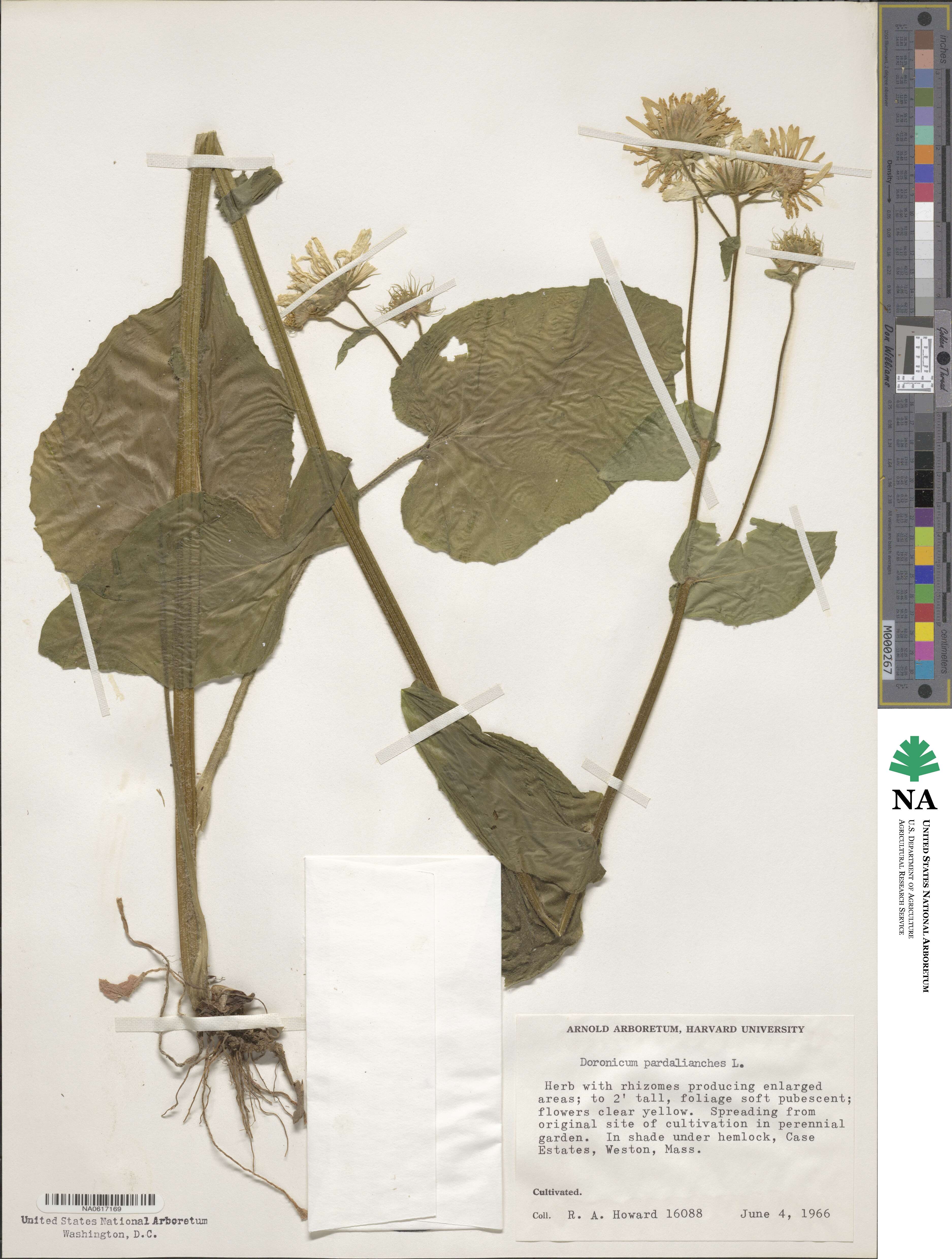 Doronicum pardalianches image