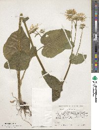 Doronicum pardalianches image