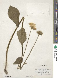 Doronicum pardalianches image