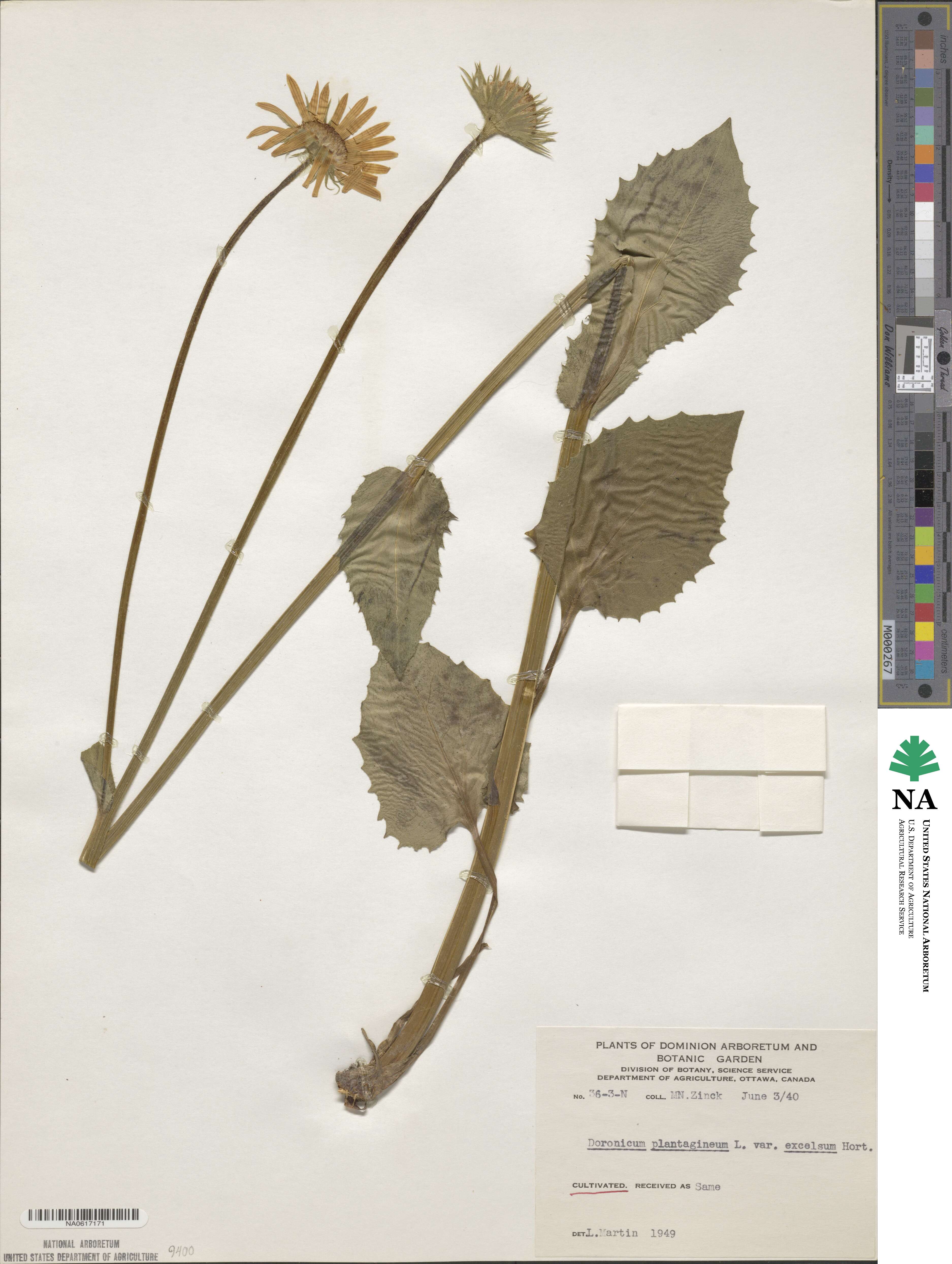 Doronicum plantagineum image