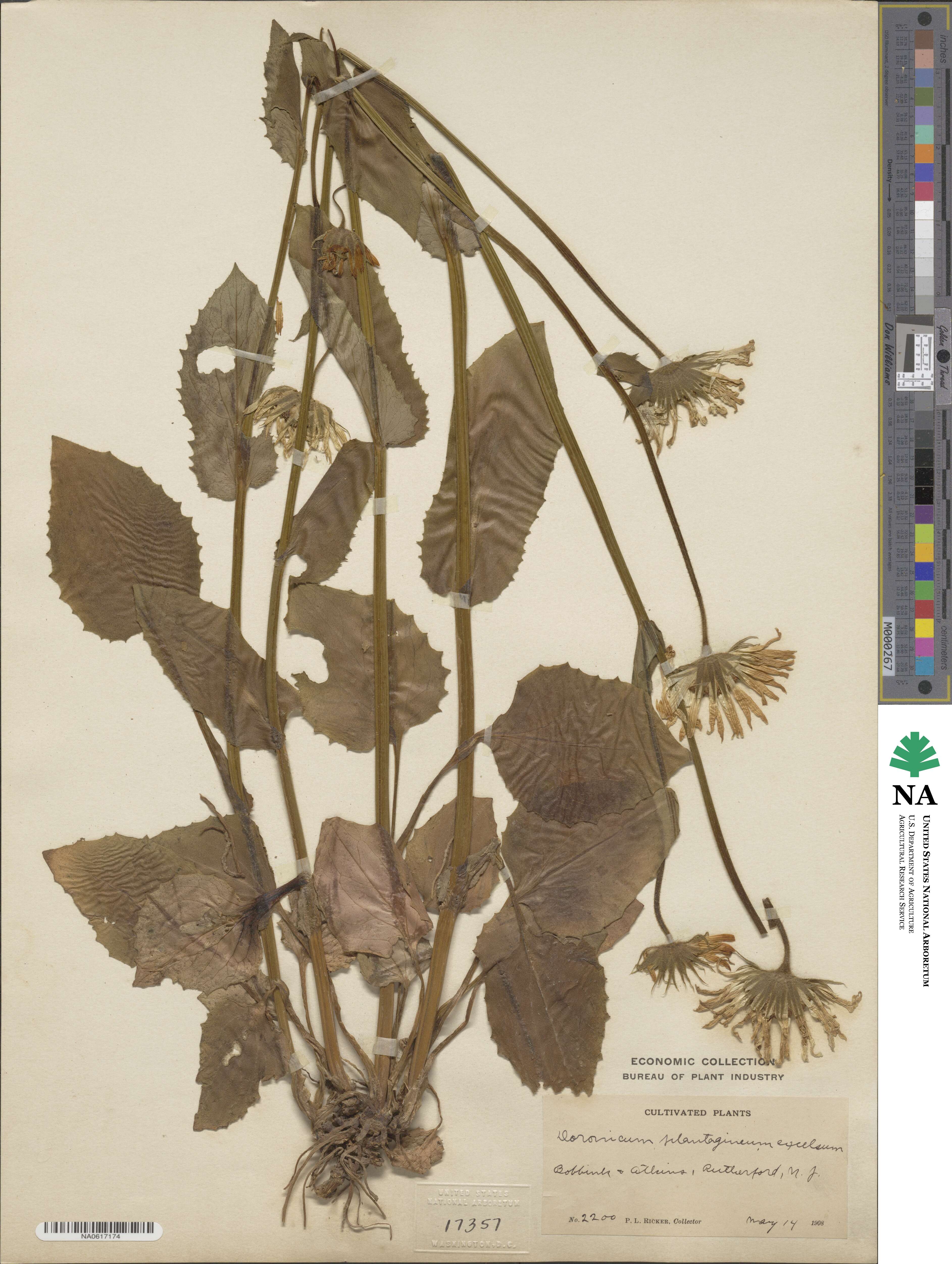 Doronicum plantagineum image