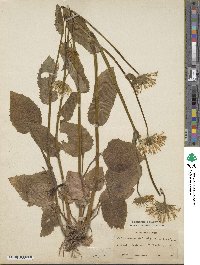 Doronicum plantagineum image