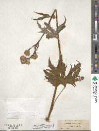 Cacaliopsis nardosmia image