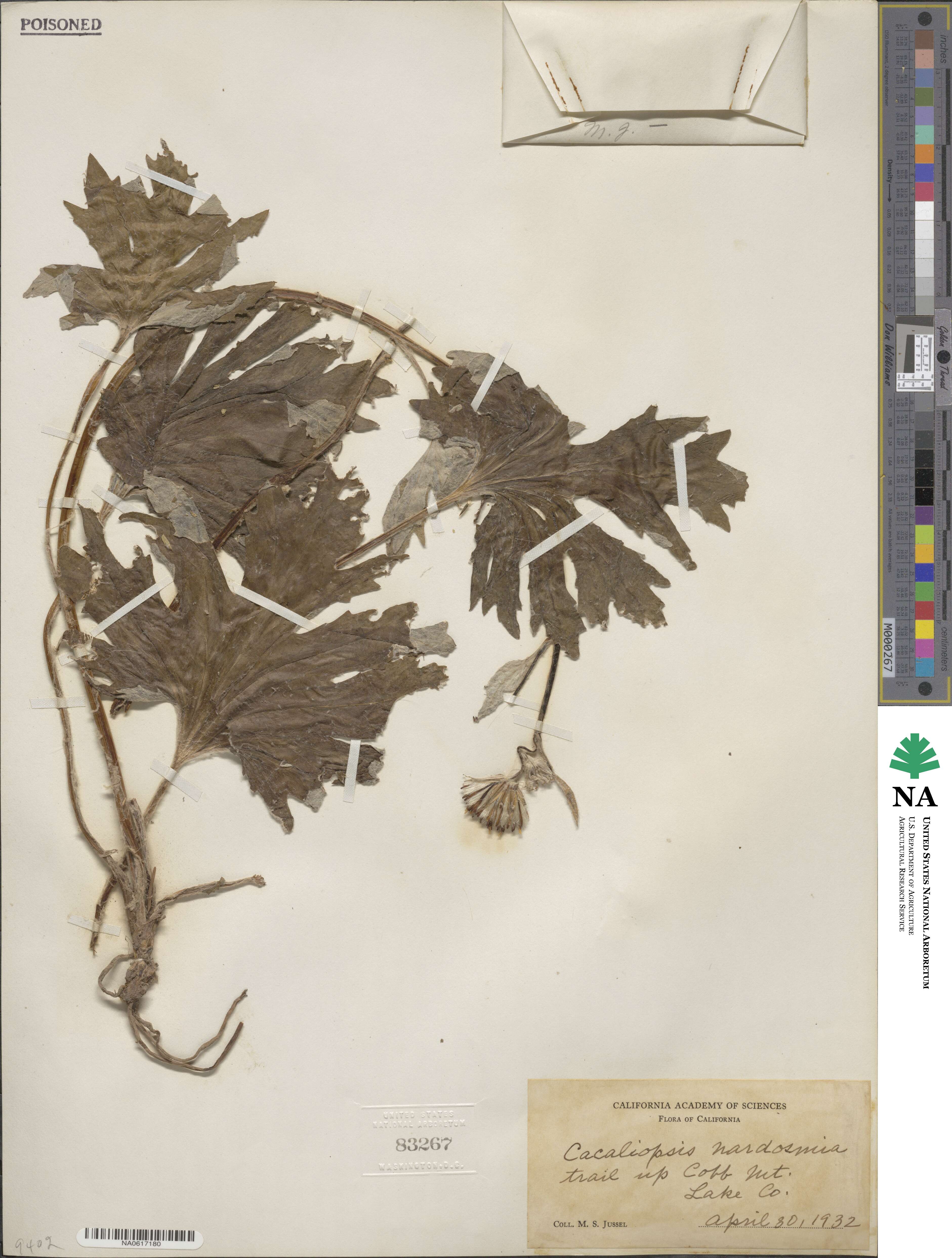 Cacaliopsis image