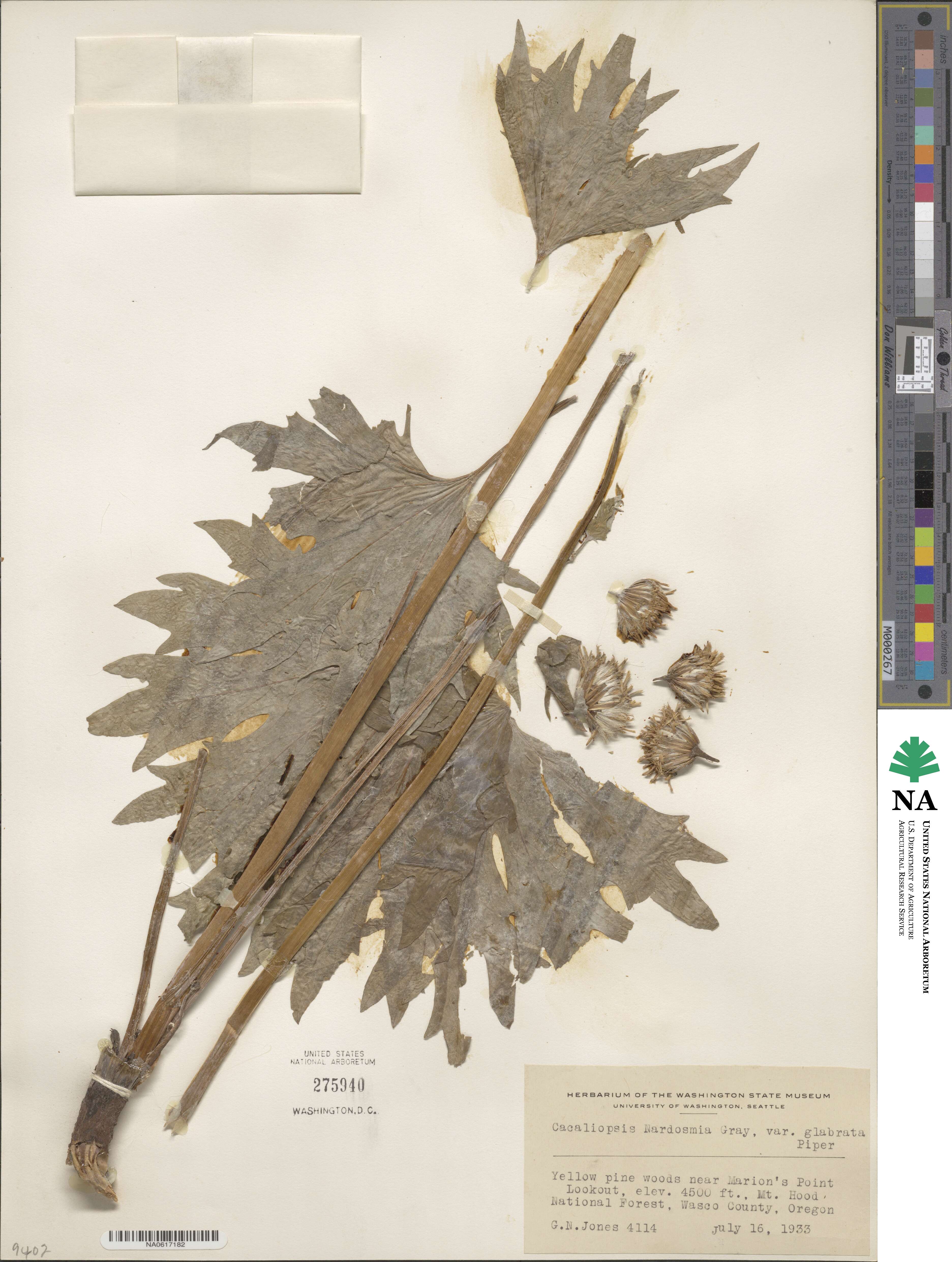 Cacaliopsis nardosmia image