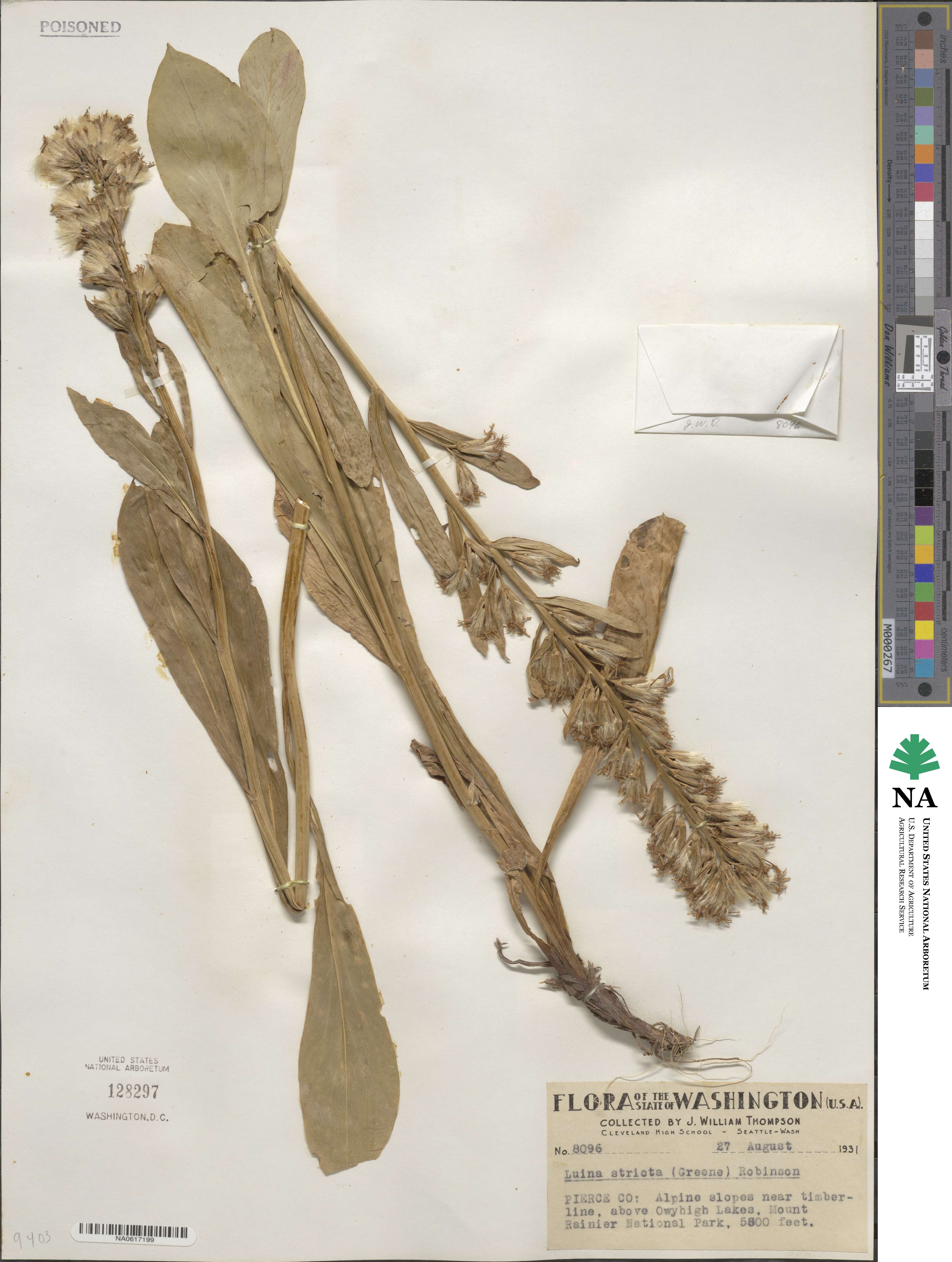 Rainiera stricta image