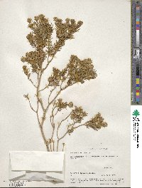 Peucephyllum schottii image