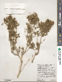 Peucephyllum schottii image