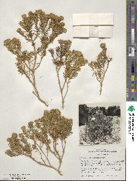 Peucephyllum schottii image