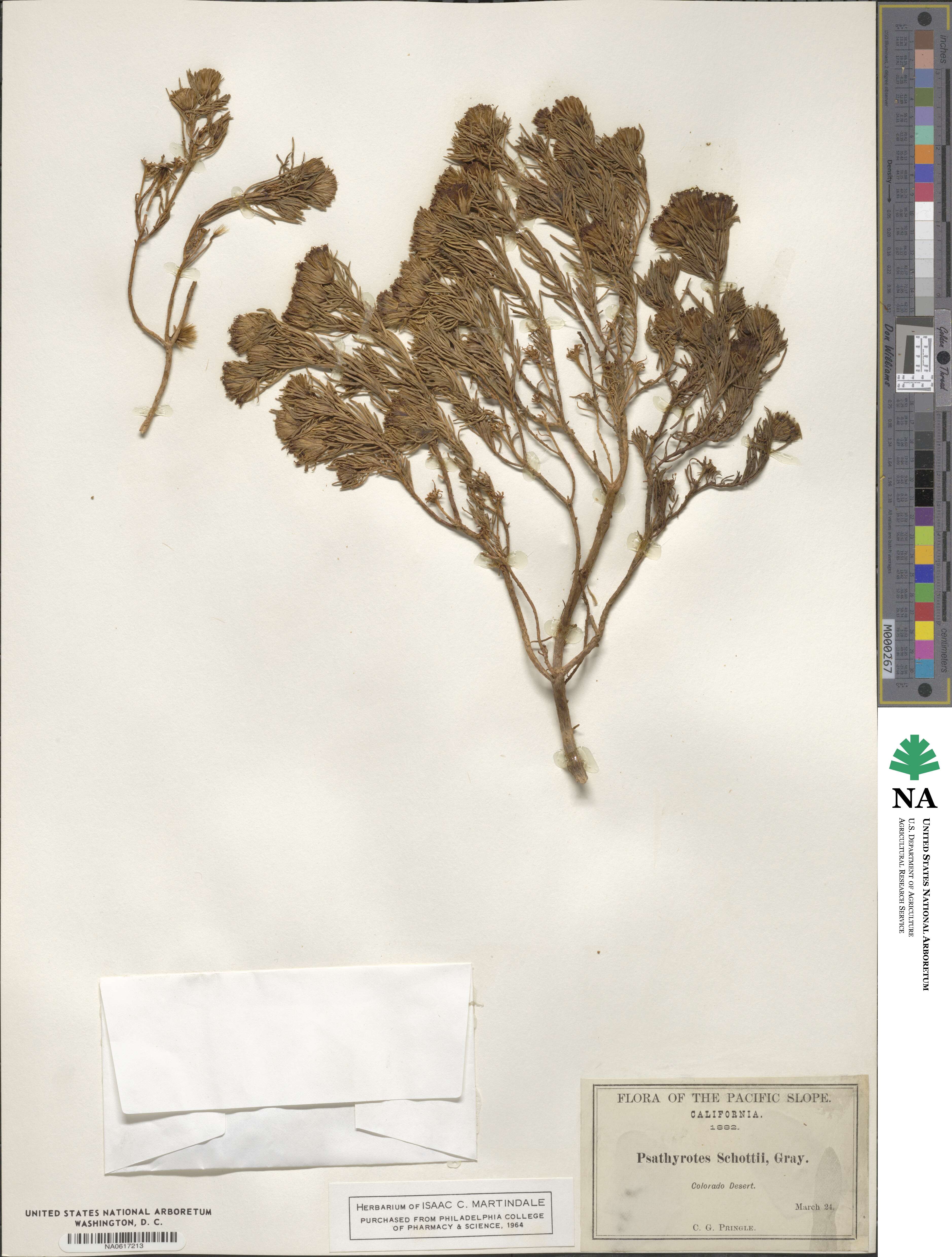 Peucephyllum schottii image