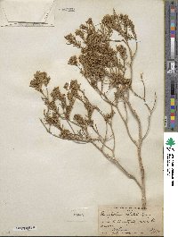 Peucephyllum schottii image