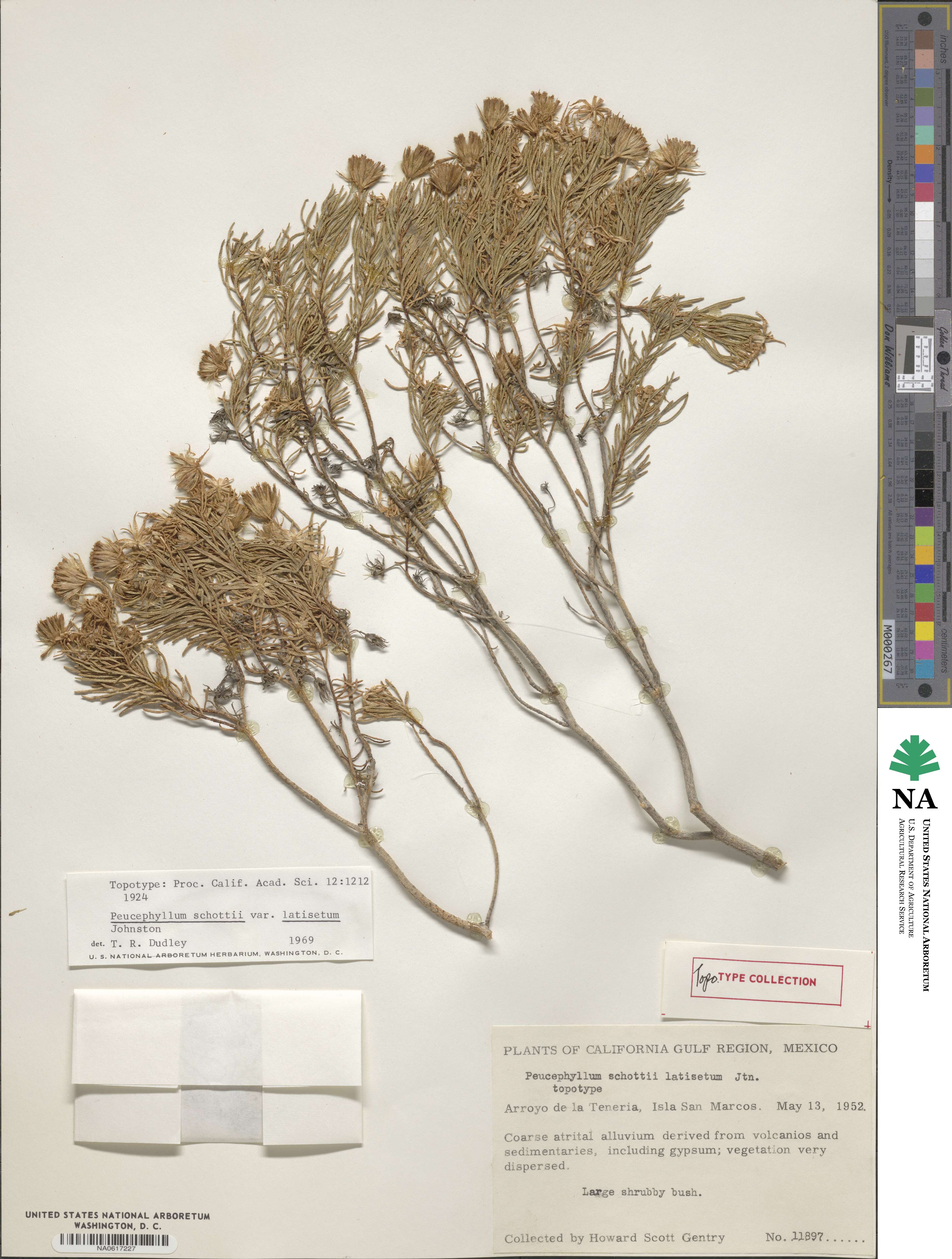 Peucephyllum schottii image