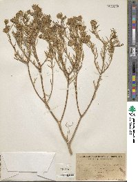 Peucephyllum schottii image