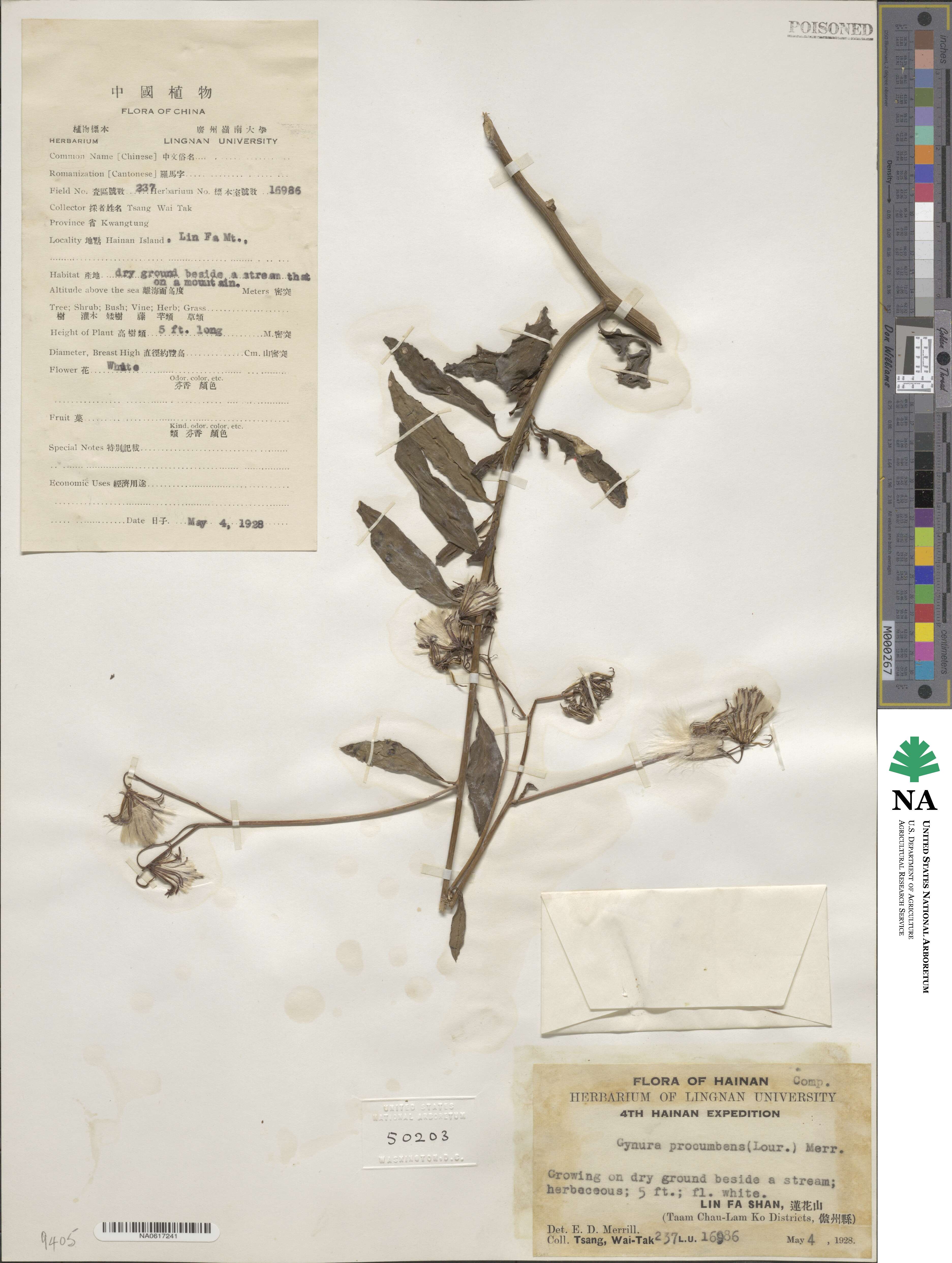 Gynura procumbens image