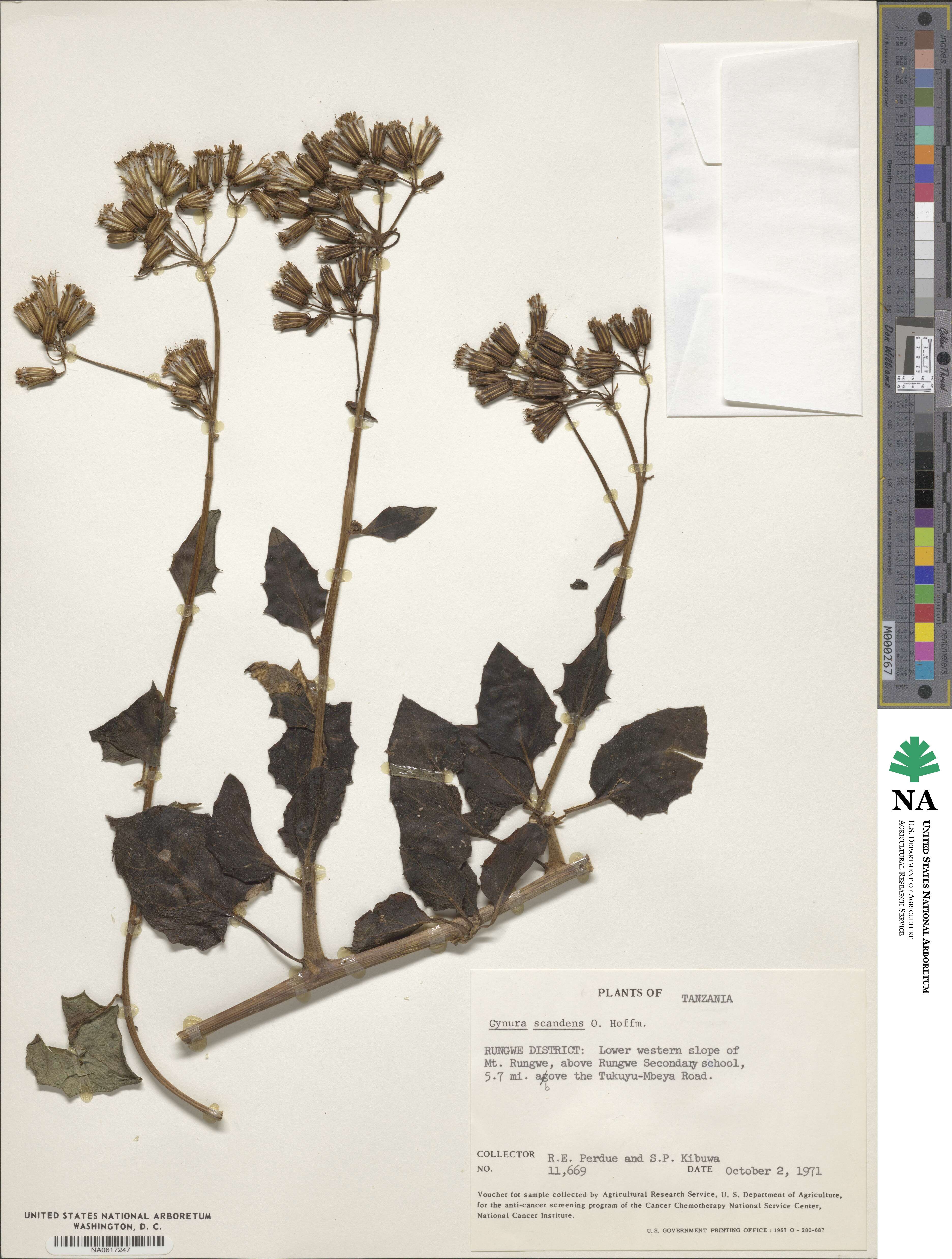 Gynura scandens image