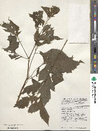 Crassocephalum montuosum image