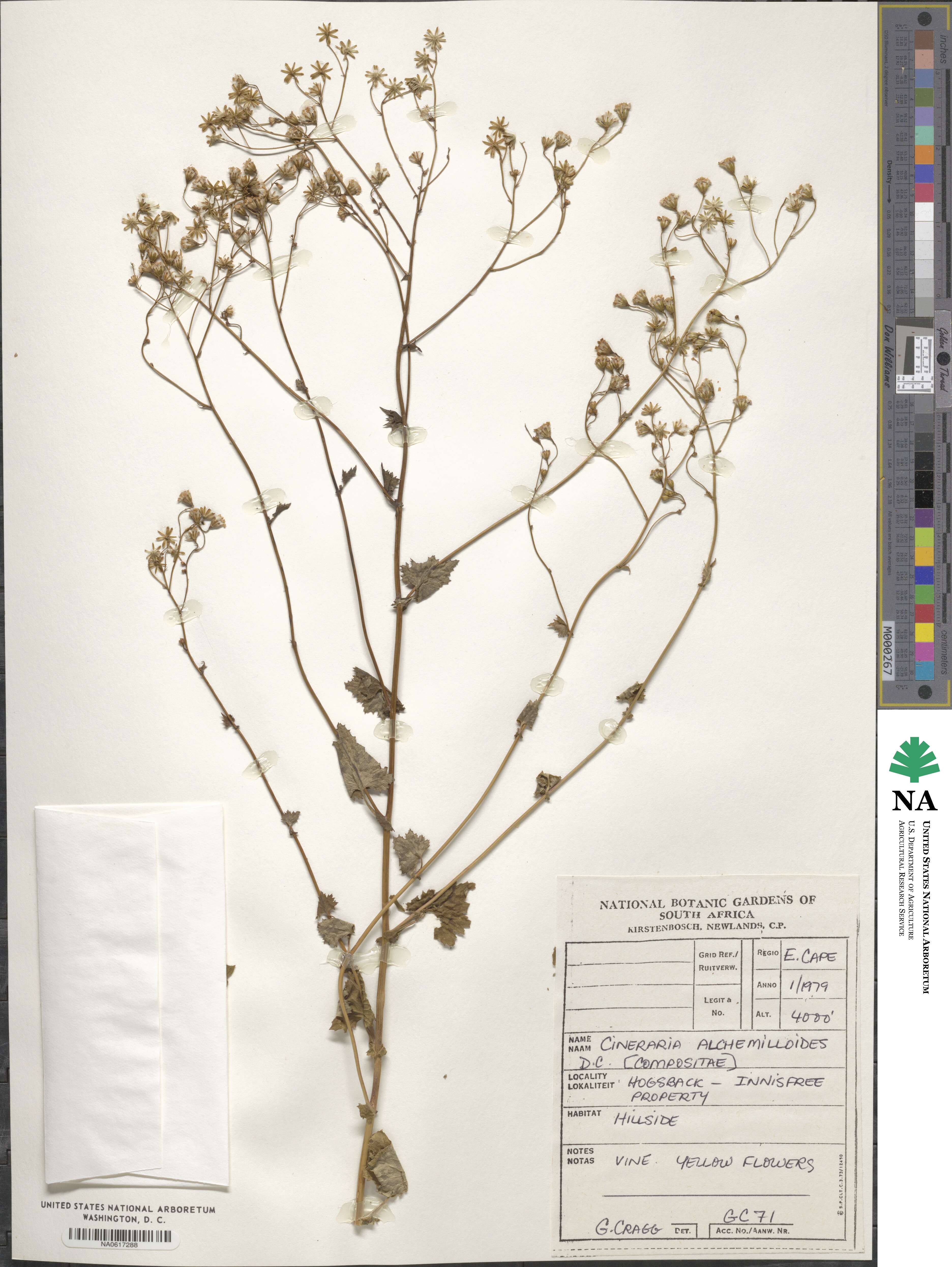 Cineraria alchemilloides image