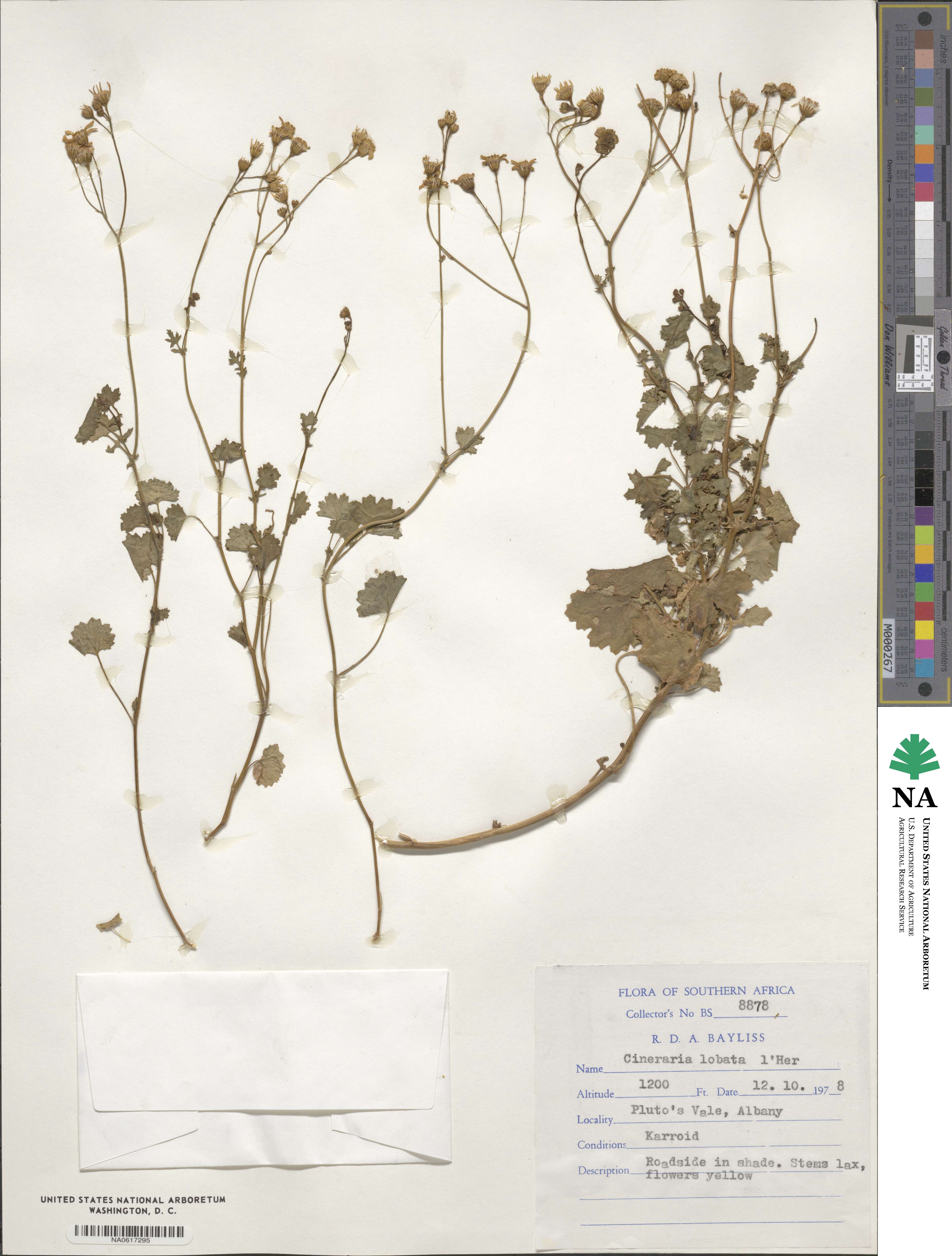Cineraria lobata image