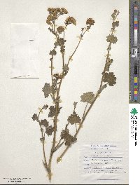 Cineraria lobata image