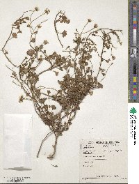 Cineraria saxifraga image