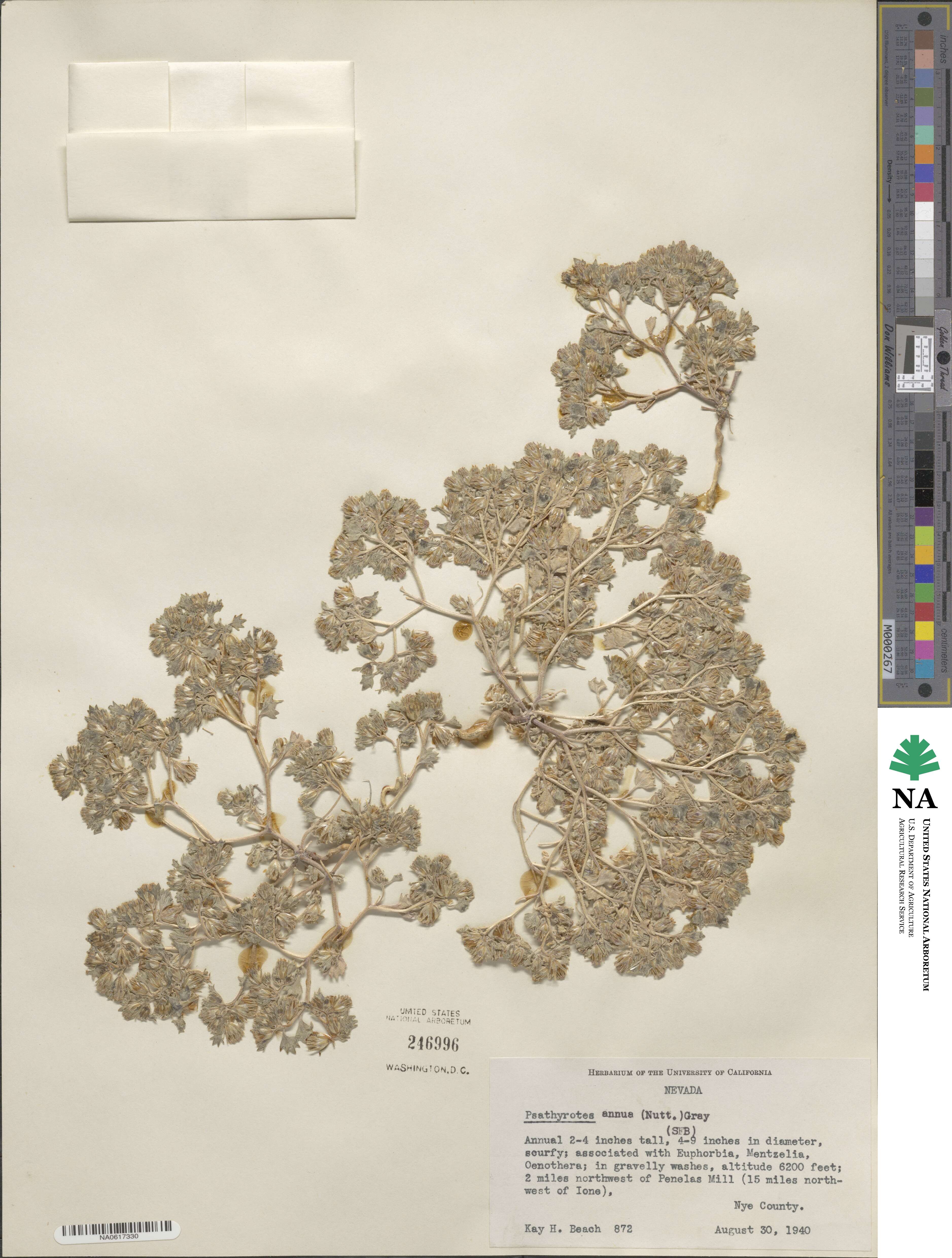 Psathyrotes annua image