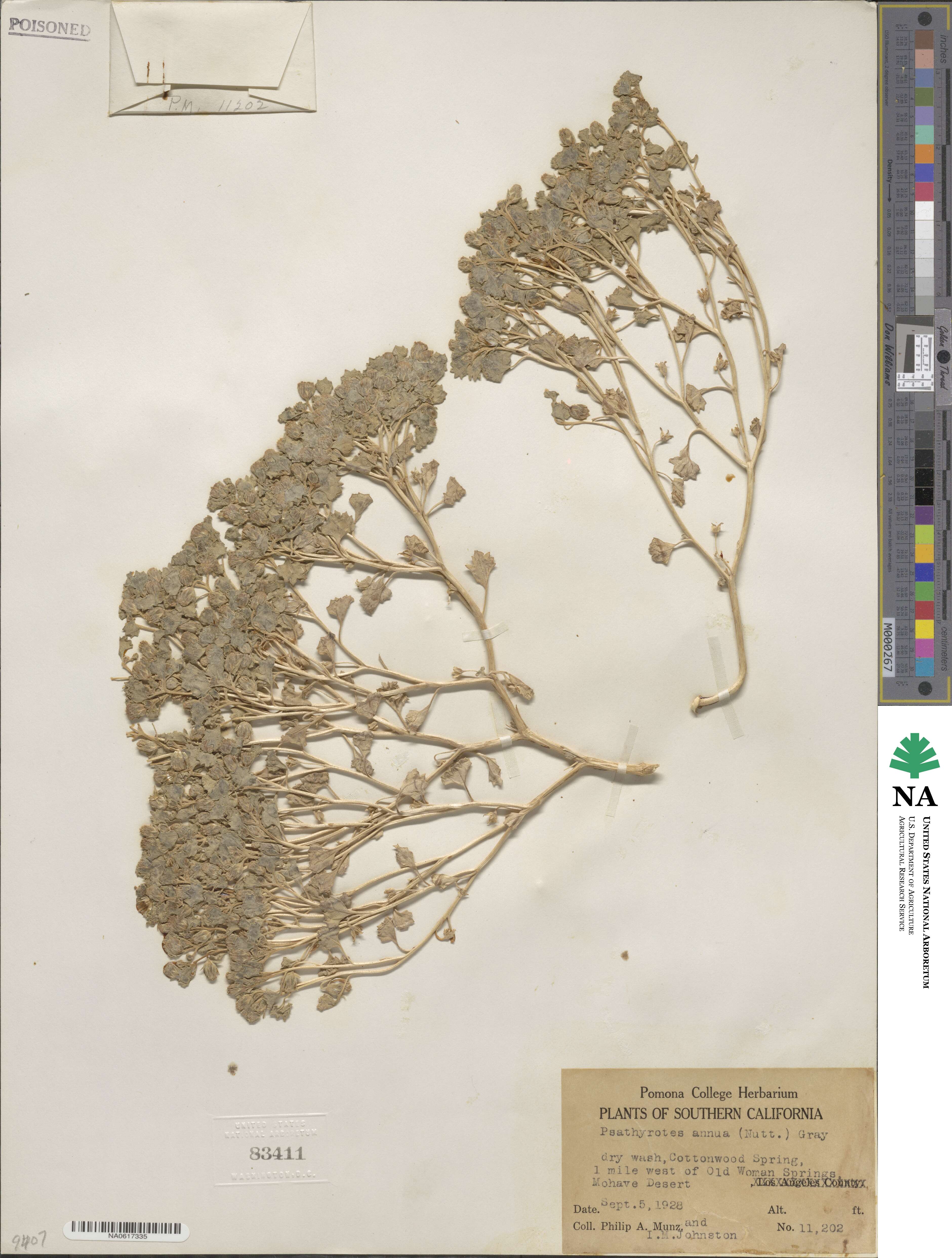 Psathyrotes annua image