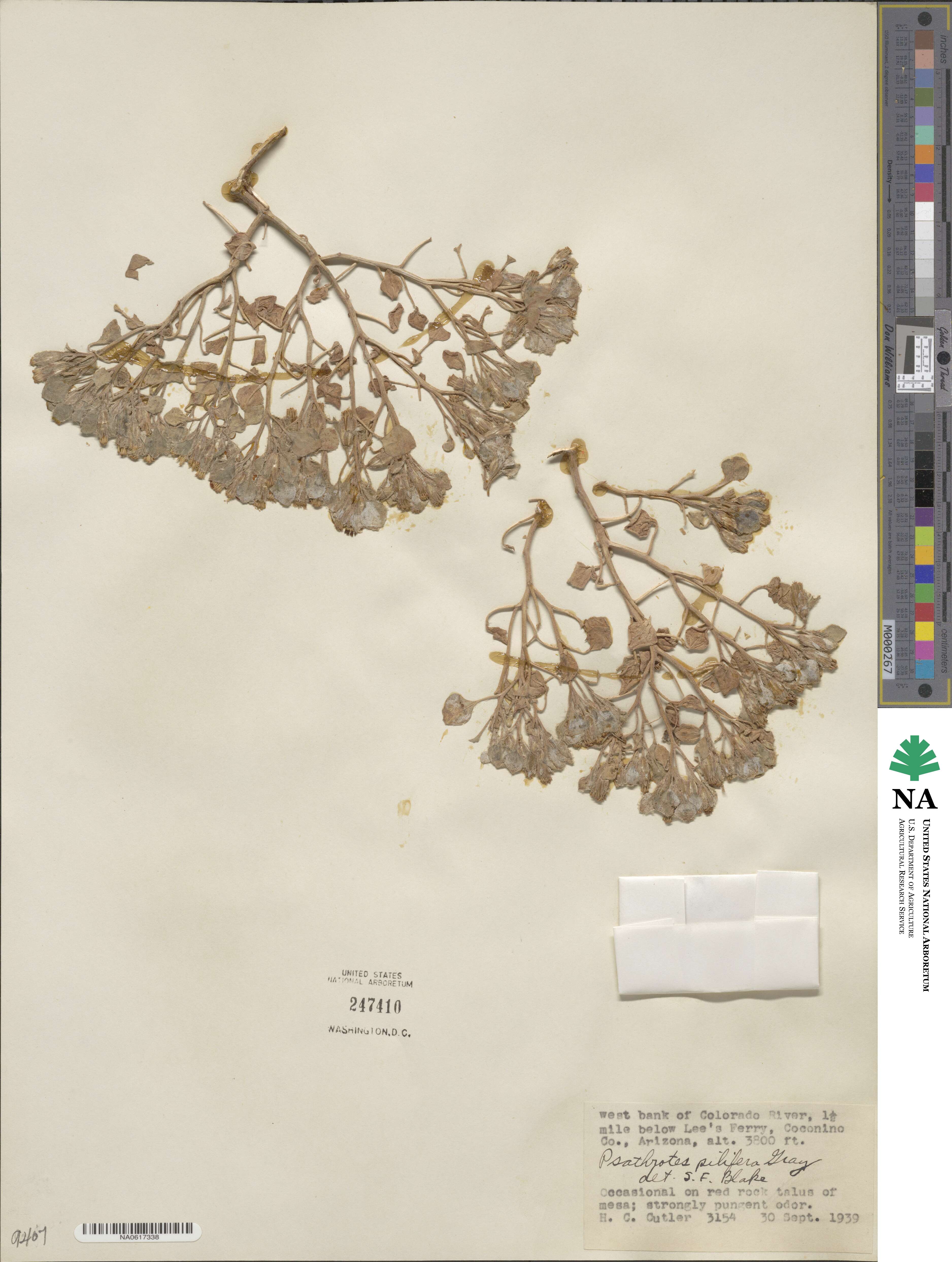 Psathyrotes pilifera image
