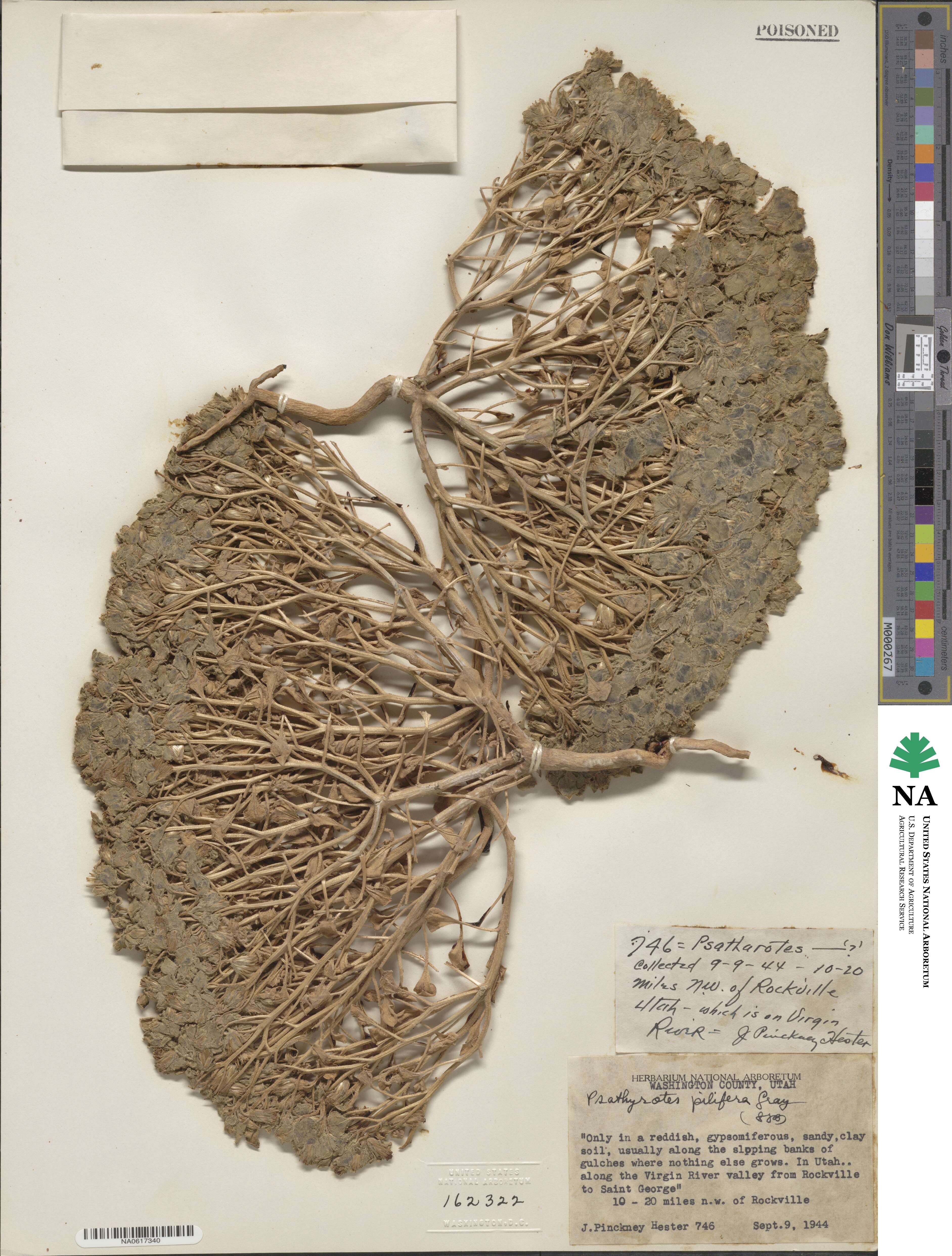 Psathyrotes pilifera image