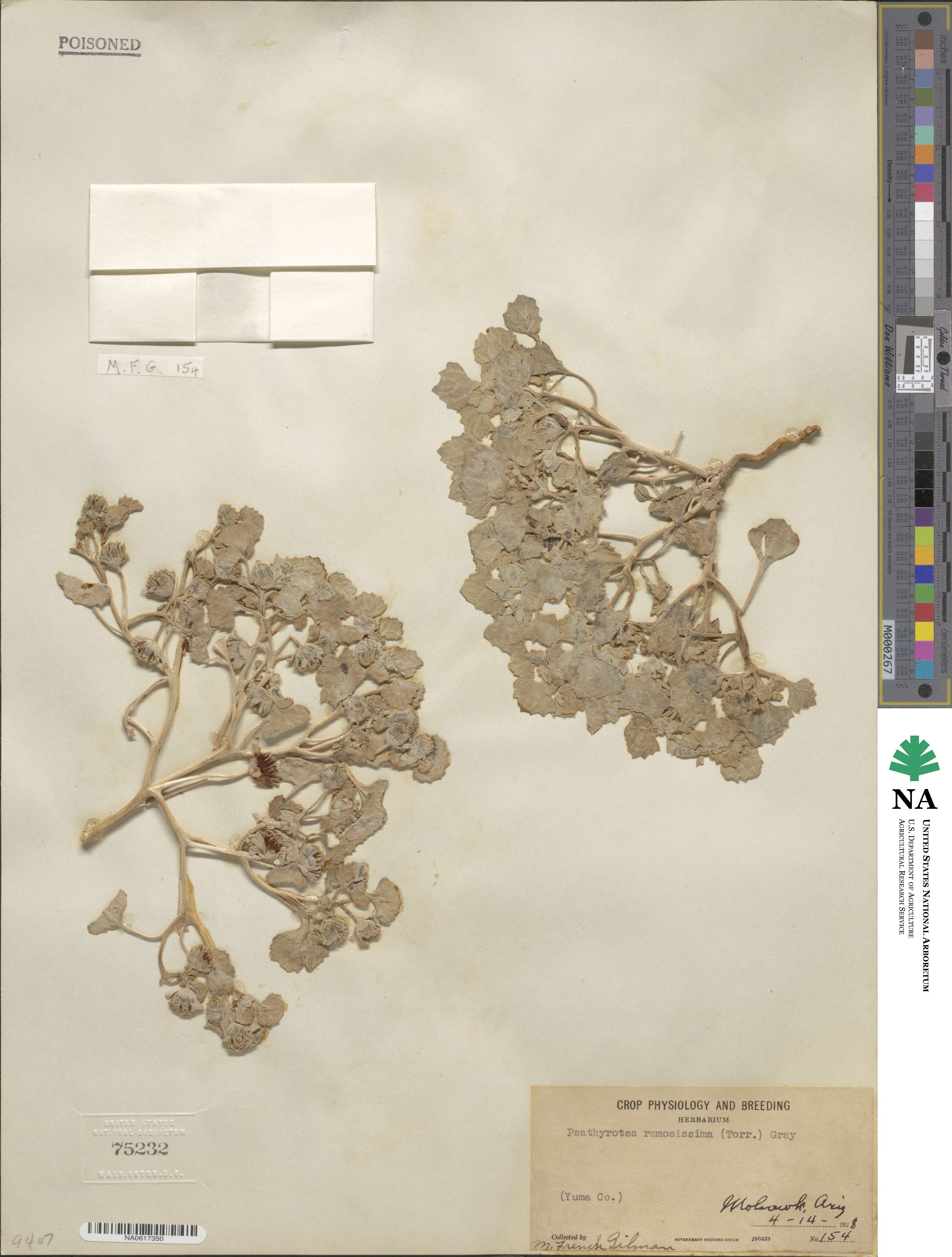 Psathyrotes ramosissima image