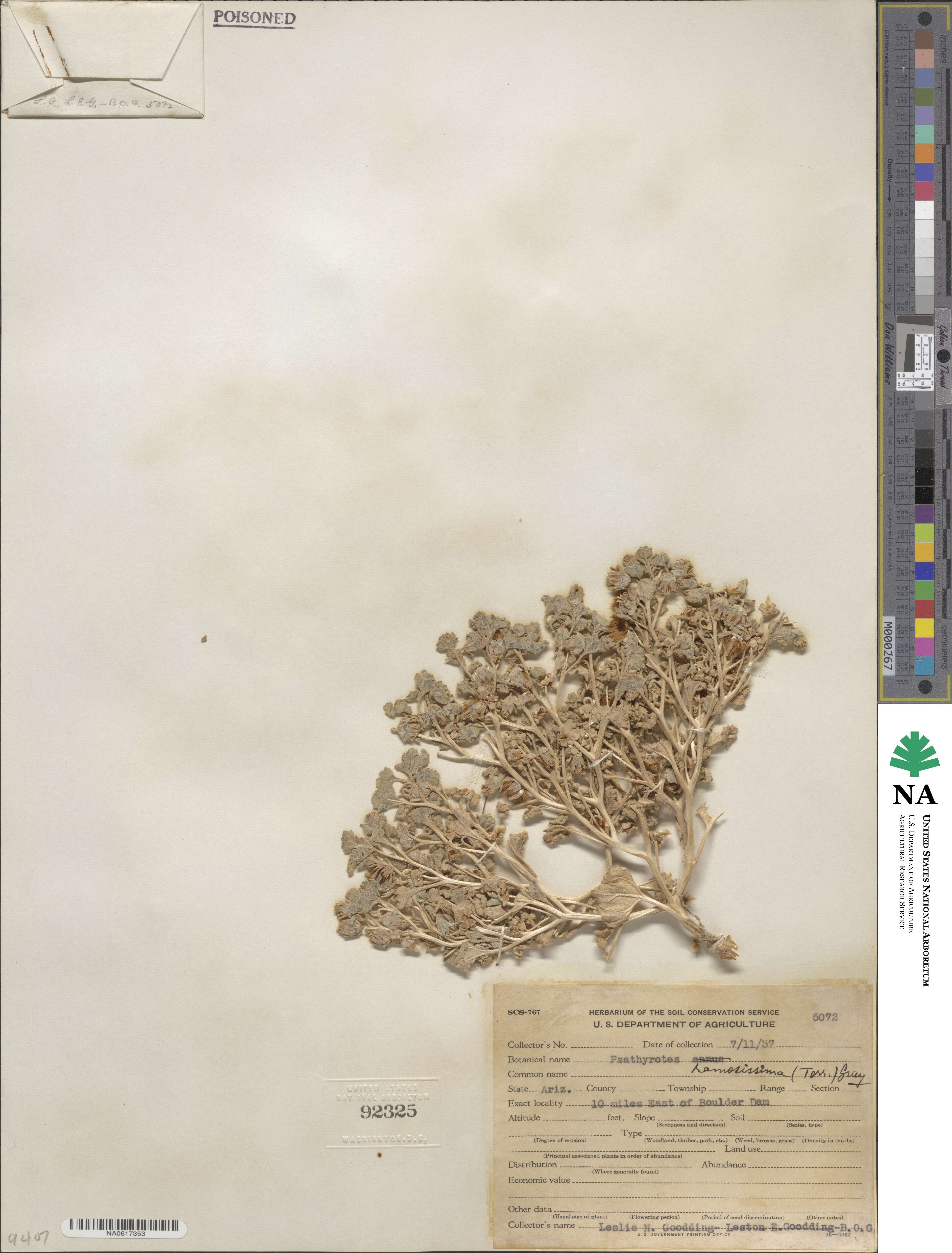 Psathyrotes ramosissima image