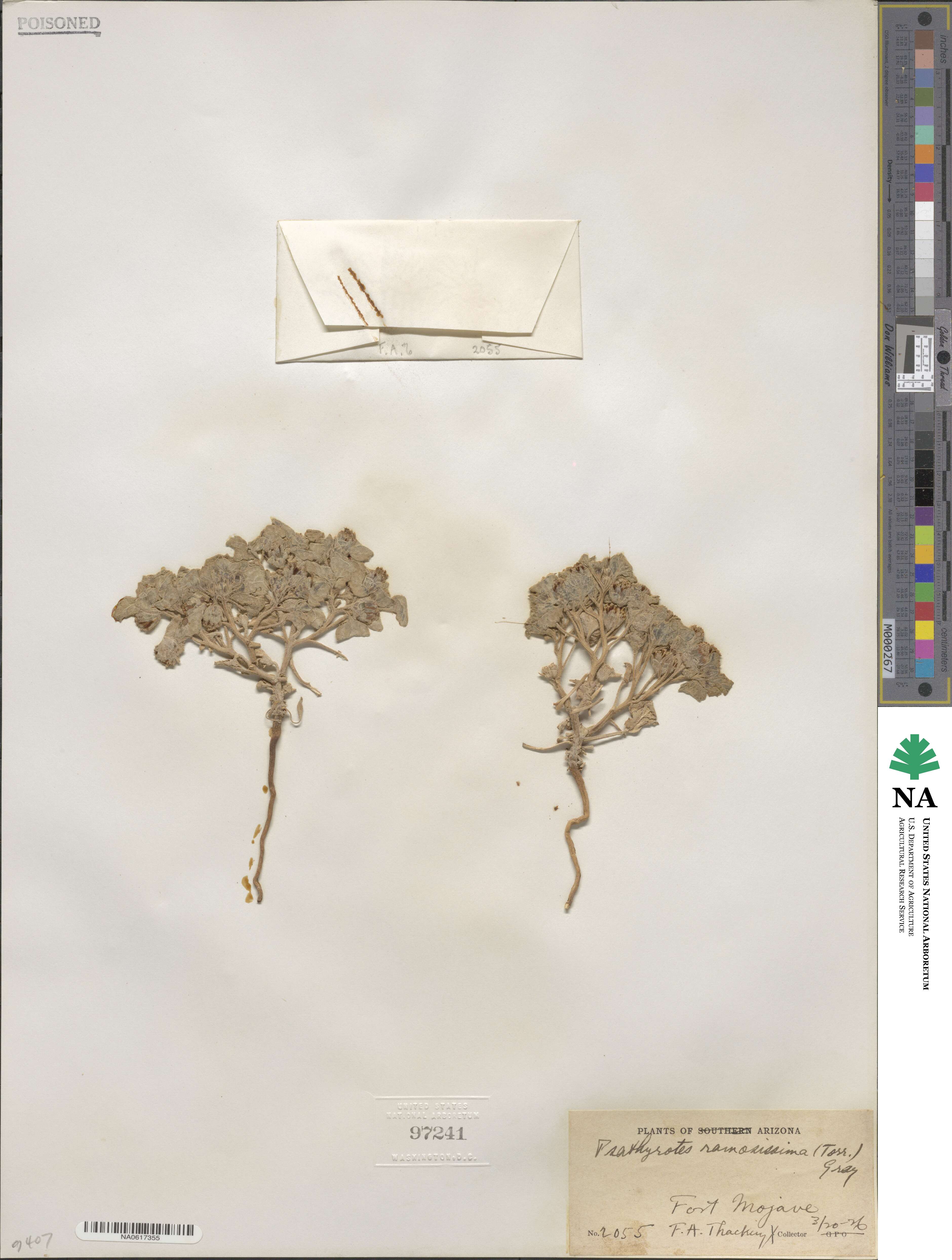 Psathyrotes image