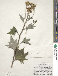 Arnoglossum atriplicifolium image