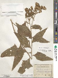 Cacalia suaveolens image