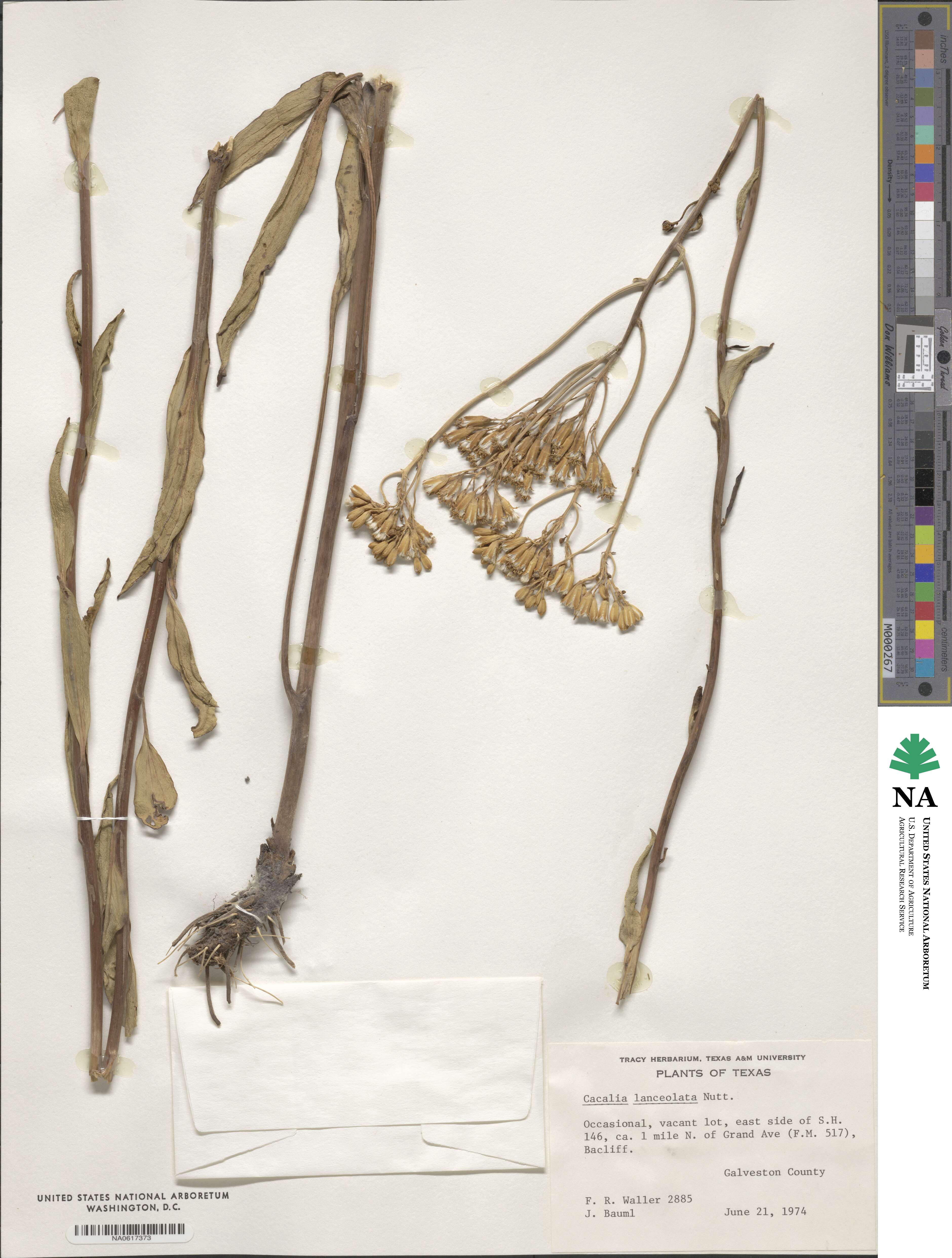 Arnoglossum ovatum image